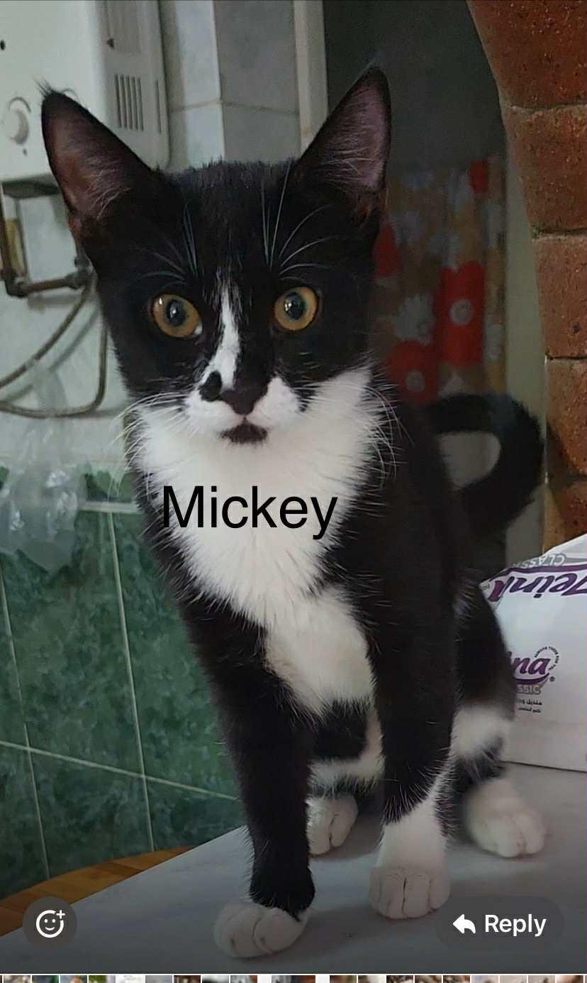 3 kittens Mickey, Chico and Blossom