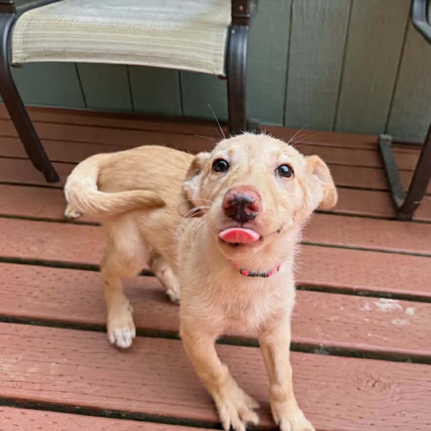 Sunshine, an adopted mixed breed in Otis, OR image 4/6