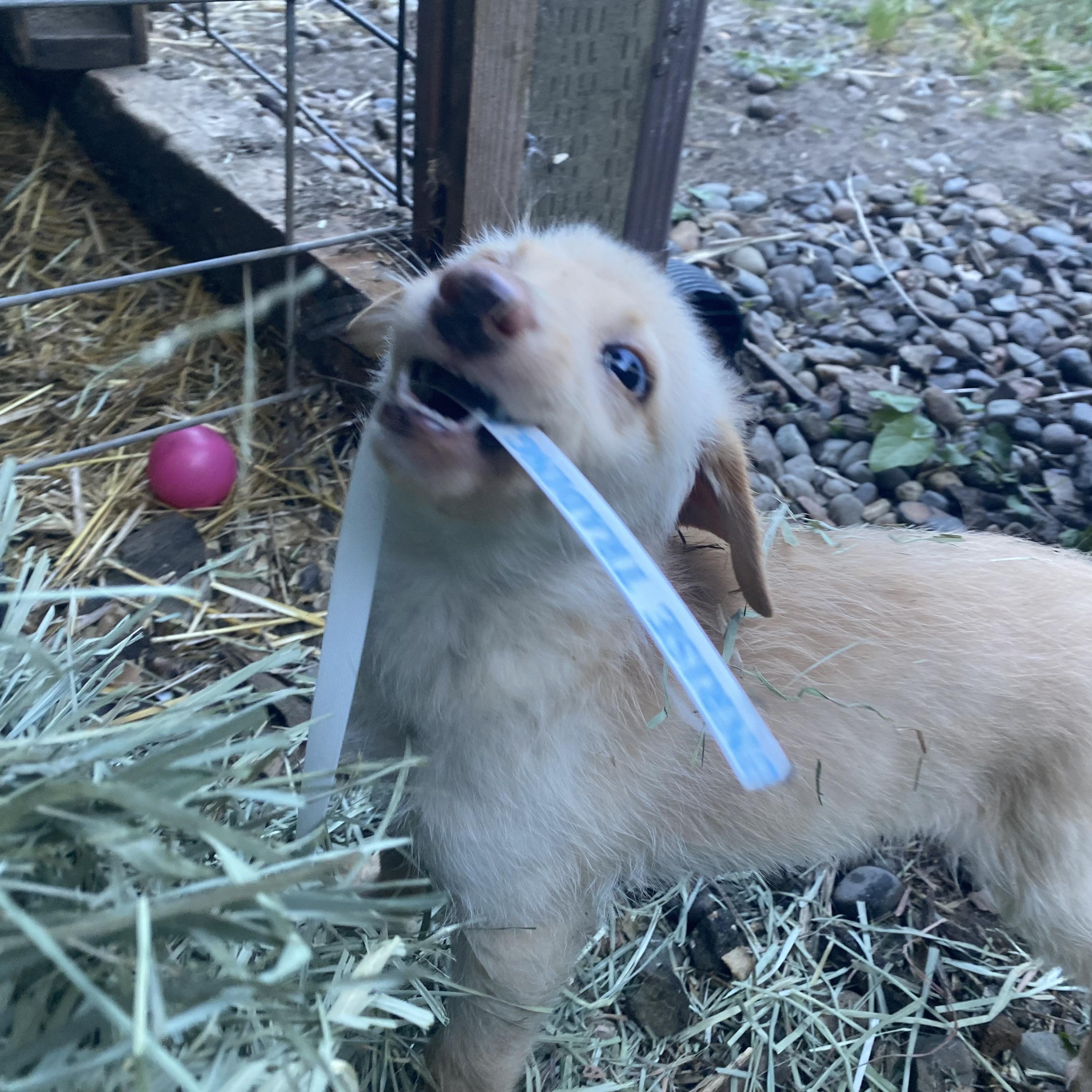 Sunshine, a ADOPTABLE mixed breed in Otis, OR image 3/5
