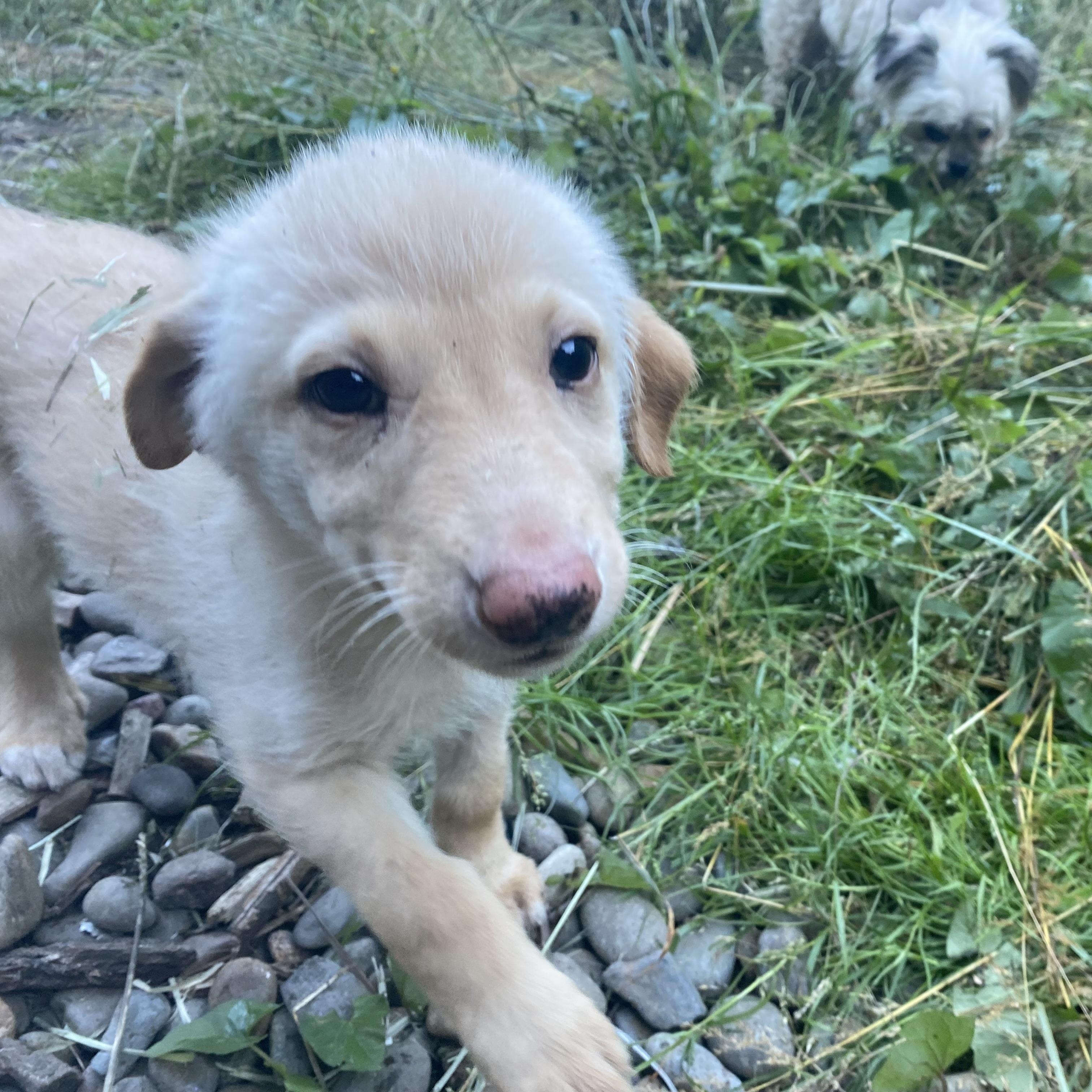 Sunshine, a ADOPTABLE mixed breed in Otis, OR image 2/5