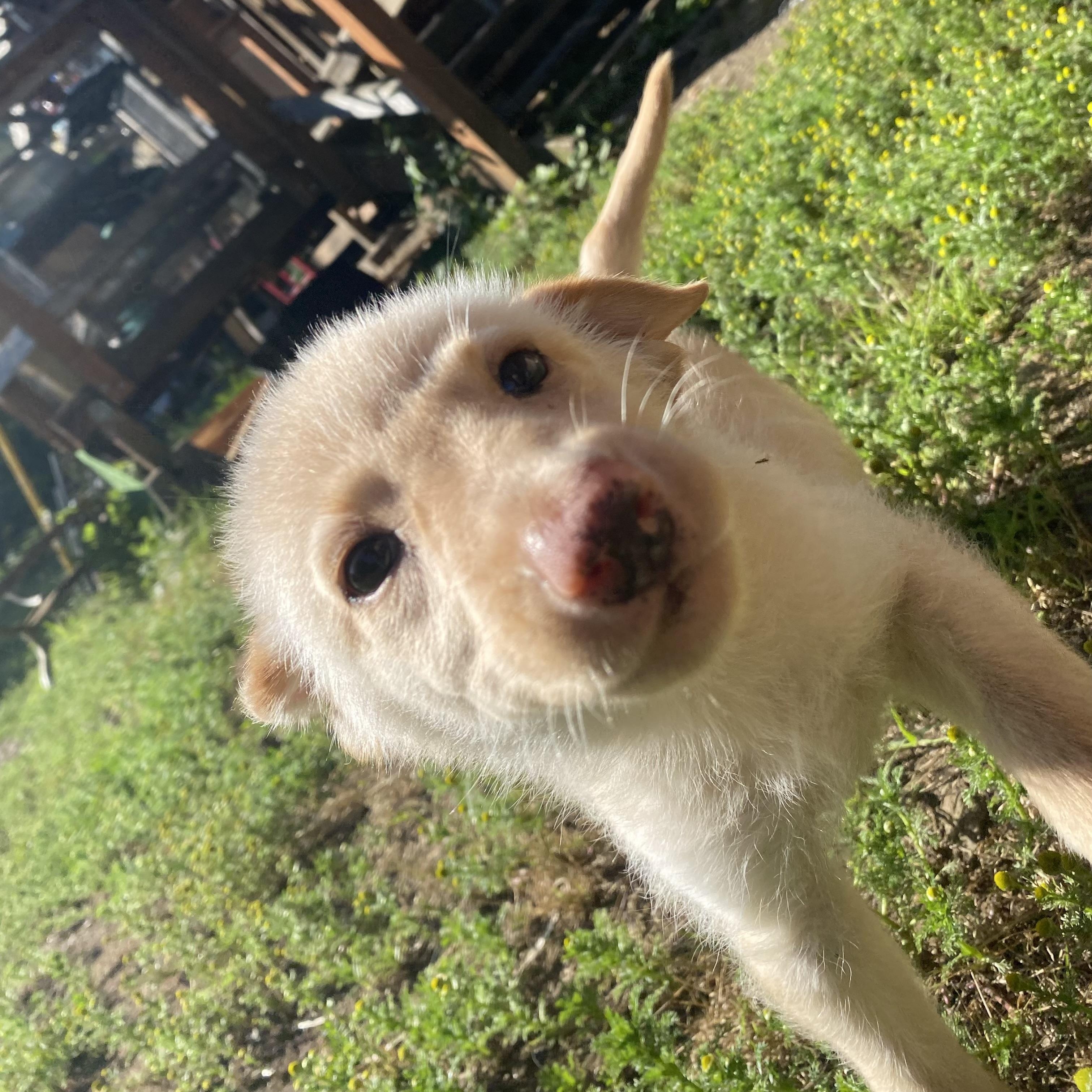 Sunshine, a ADOPTABLE mixed breed in Otis, OR image 1/5