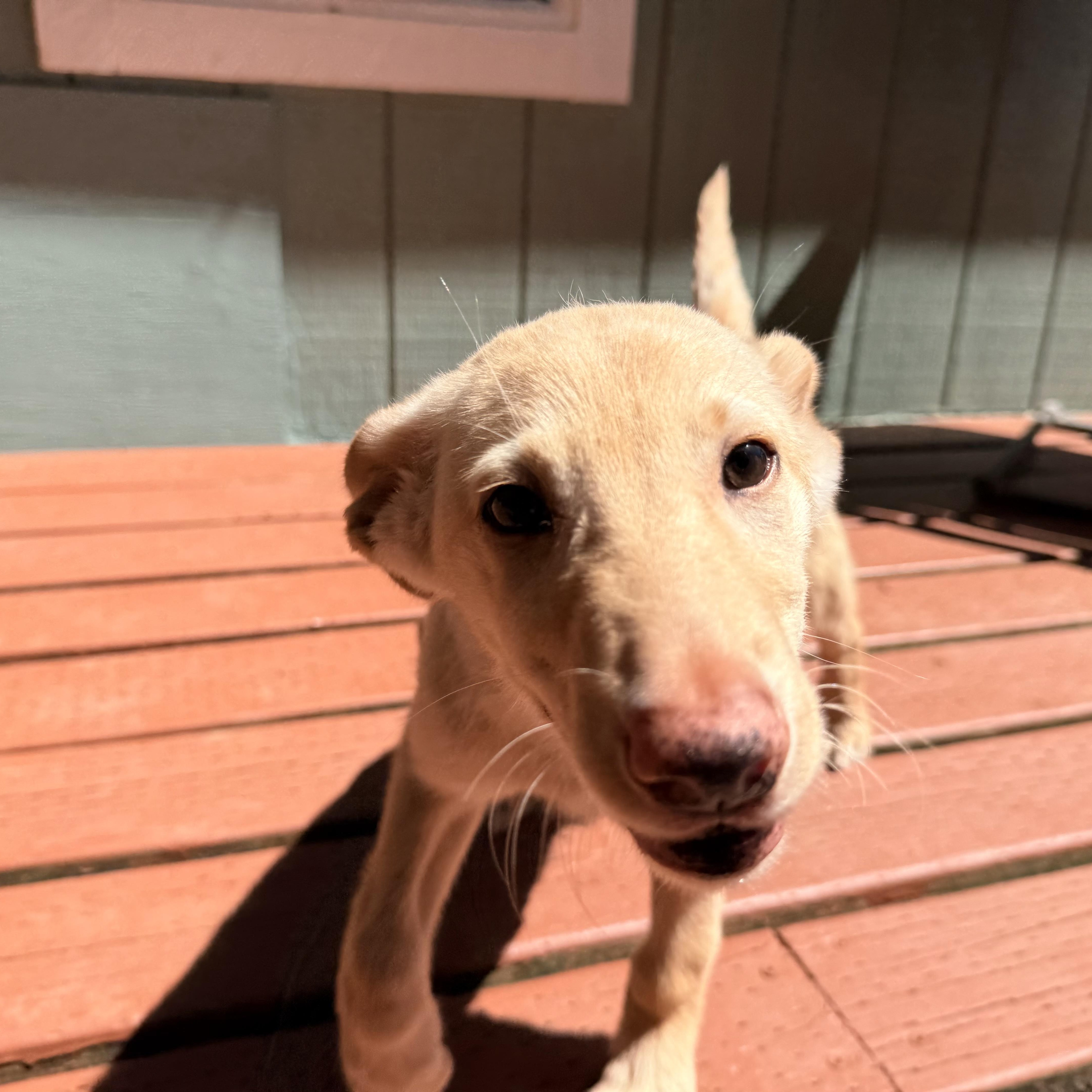 Sunshine, adopted, Puppy Female Labrador Retriever.
