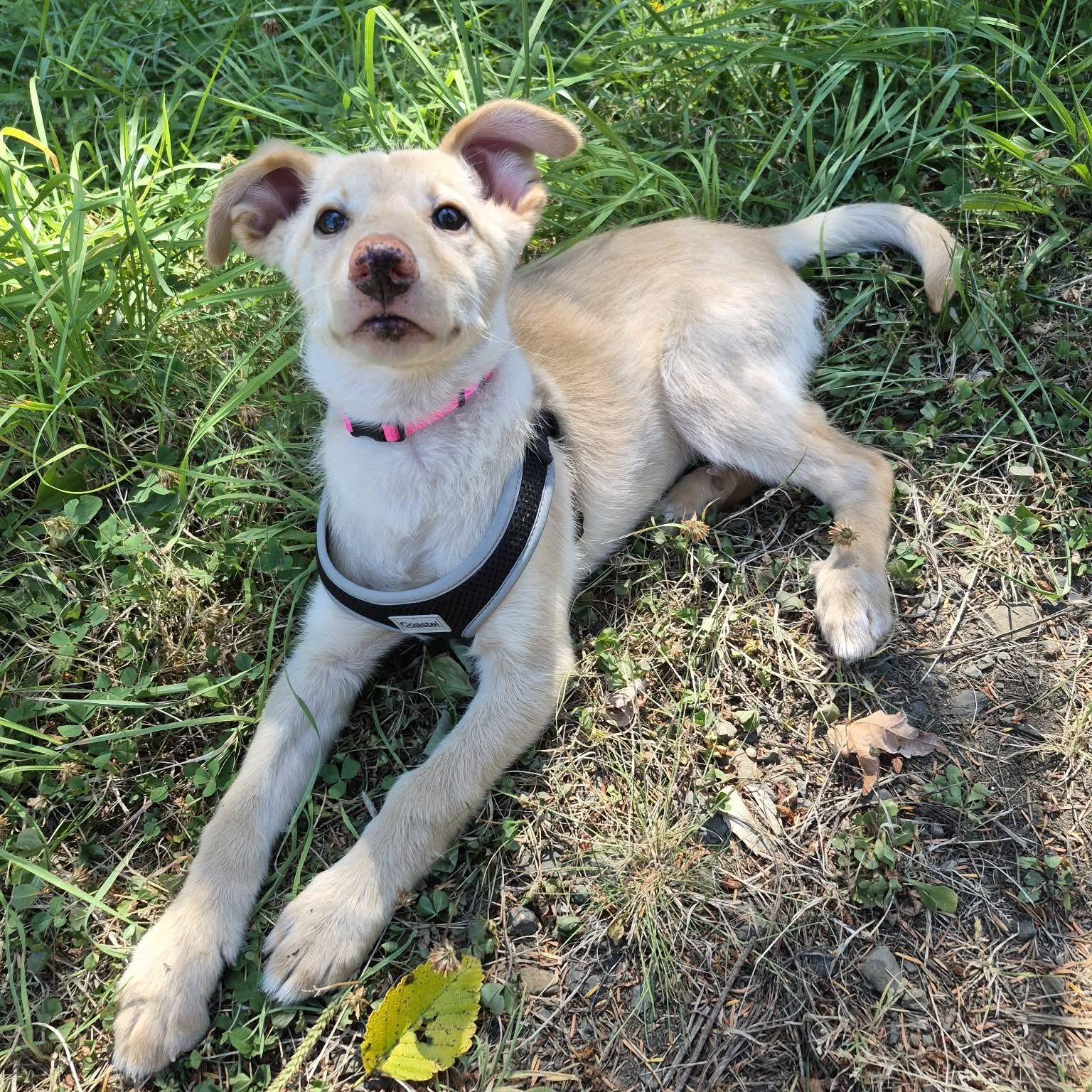 Sunshine, an adopted mixed breed in Otis, OR image 6/6
