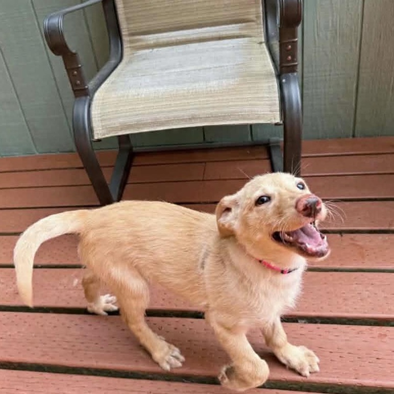 Sunshine, an adopted mixed breed in Otis, OR image 2/6