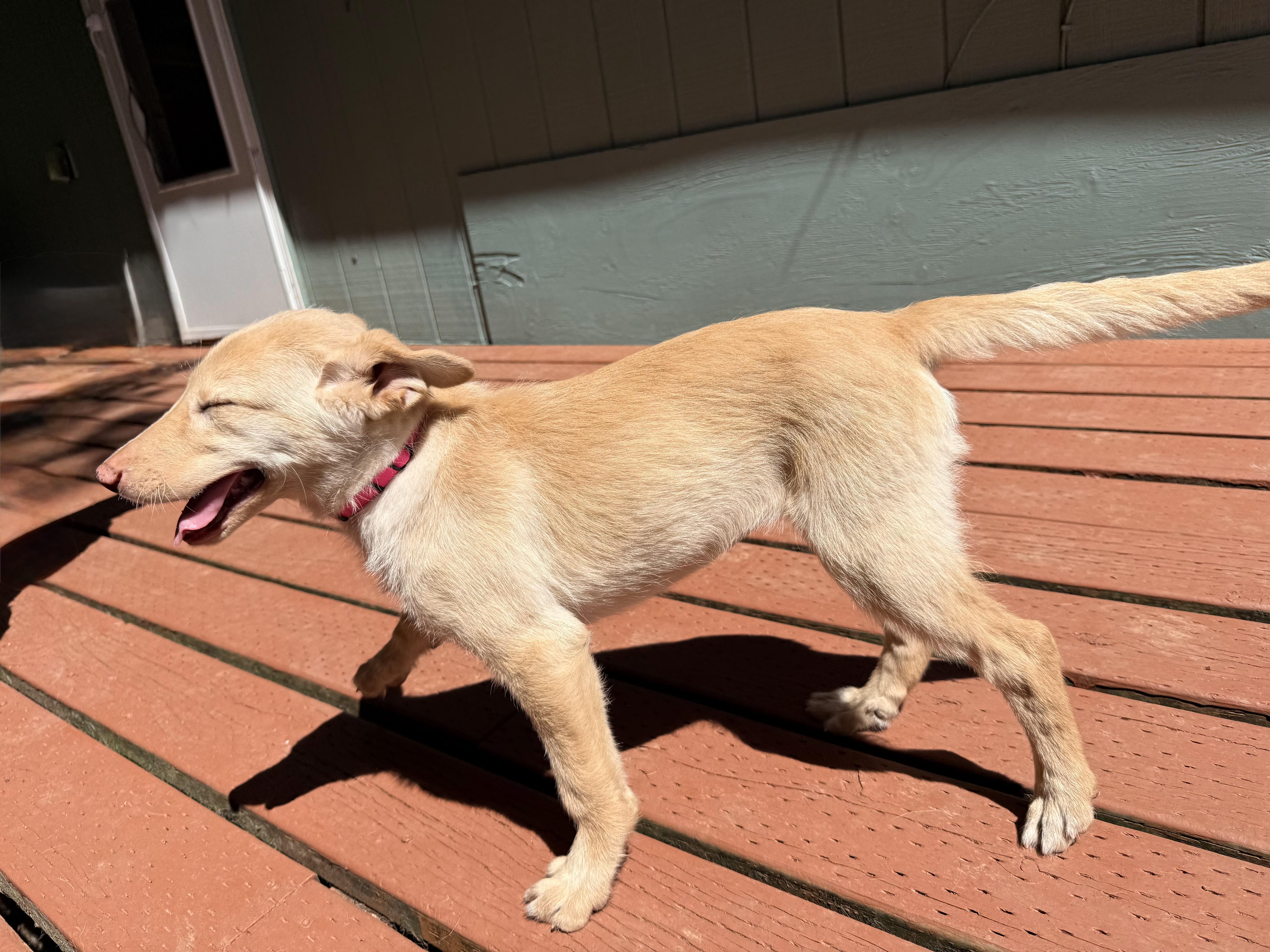 Sunshine, an adopted mixed breed in Otis, OR image 3/6