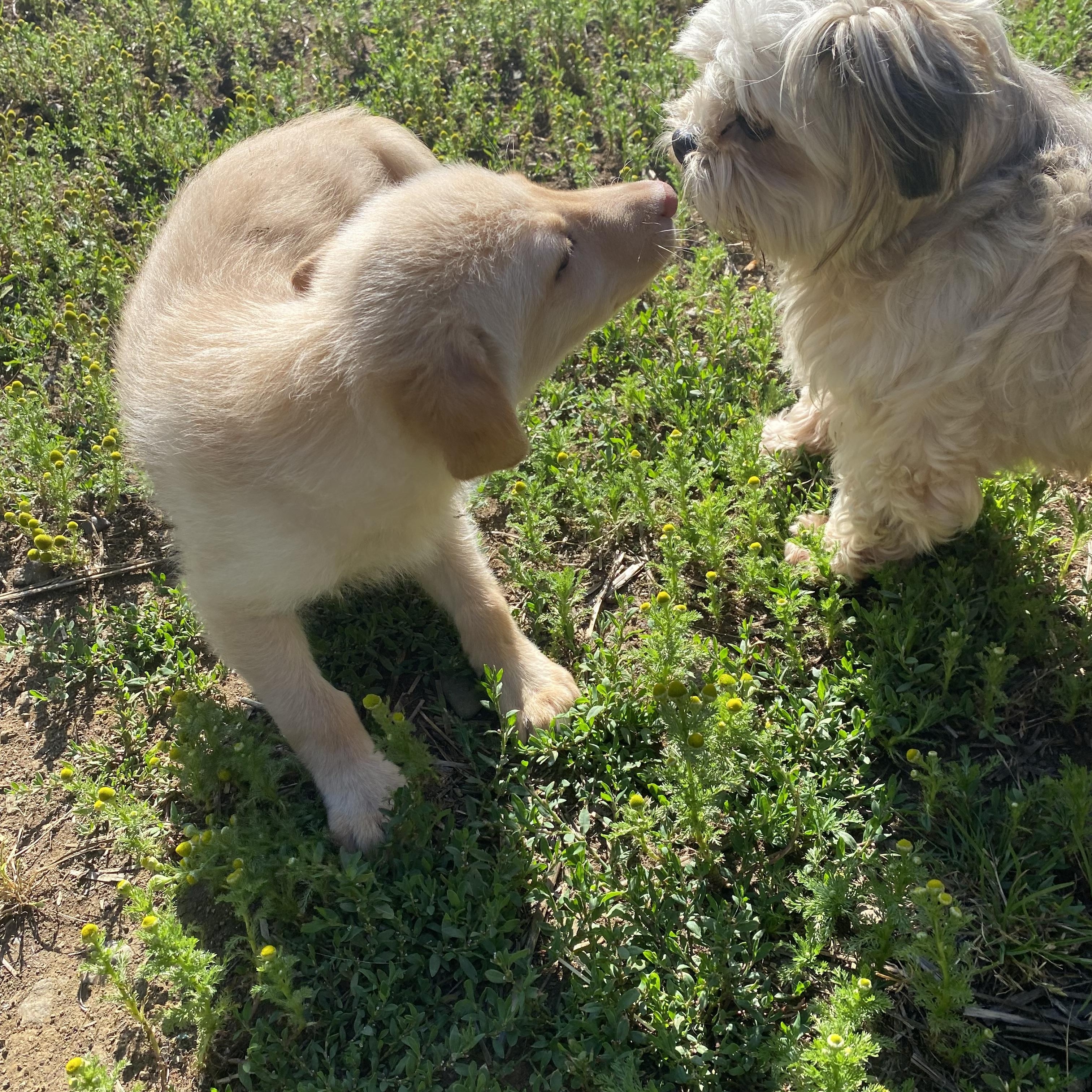 Sunshine, a ADOPTABLE mixed breed in Otis, OR image 4/5