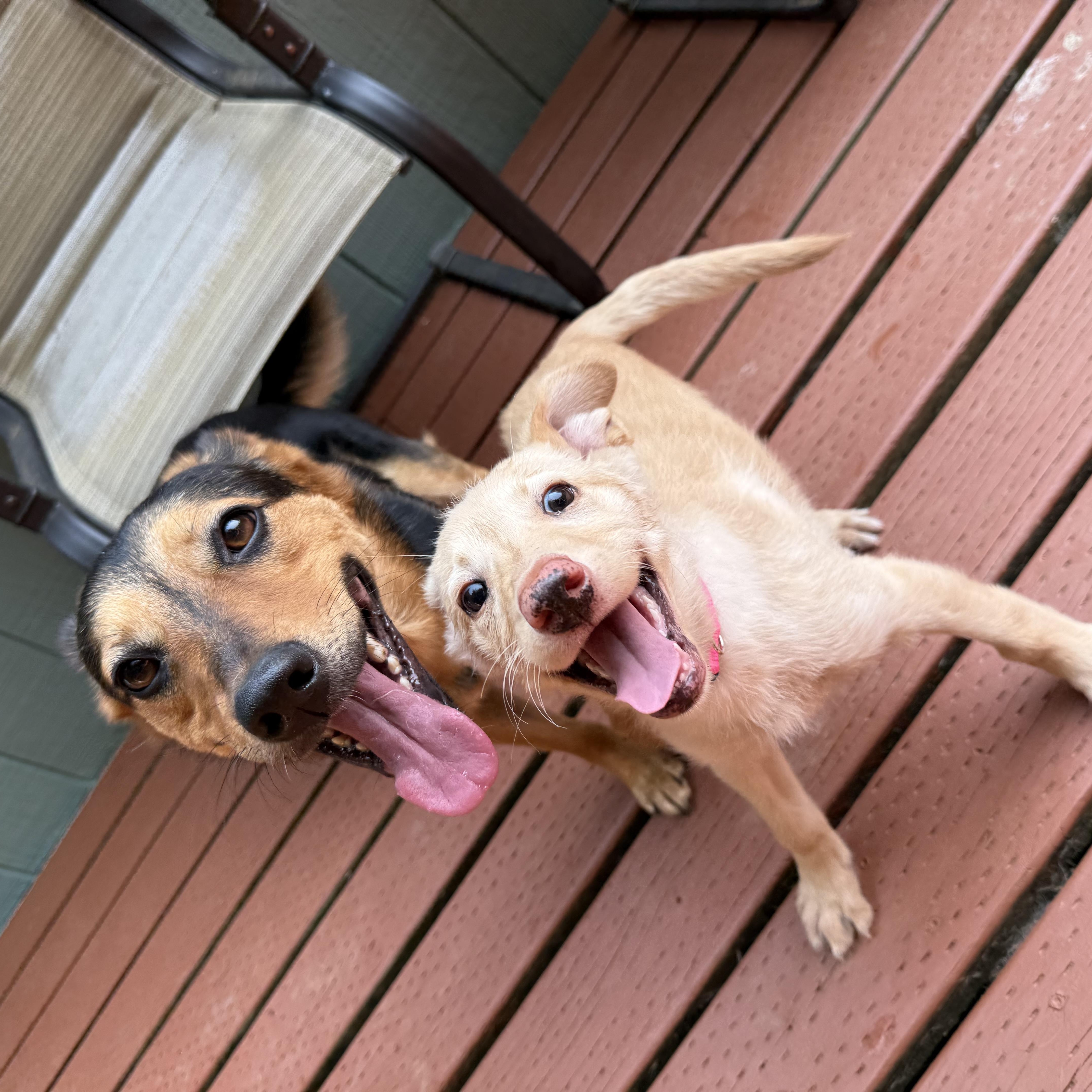 Sunshine, an adopted mixed breed in Otis, OR image 5/6