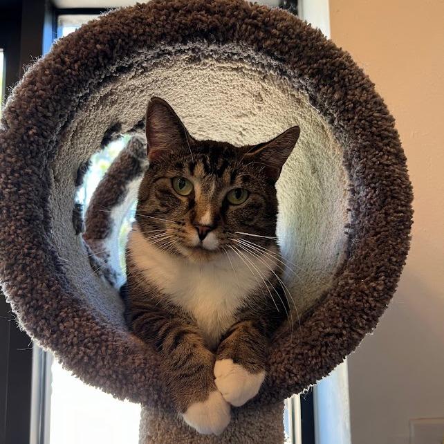 Kylie, an adoptable Tabby in Flint, TX, 75762 | Photo Image 3