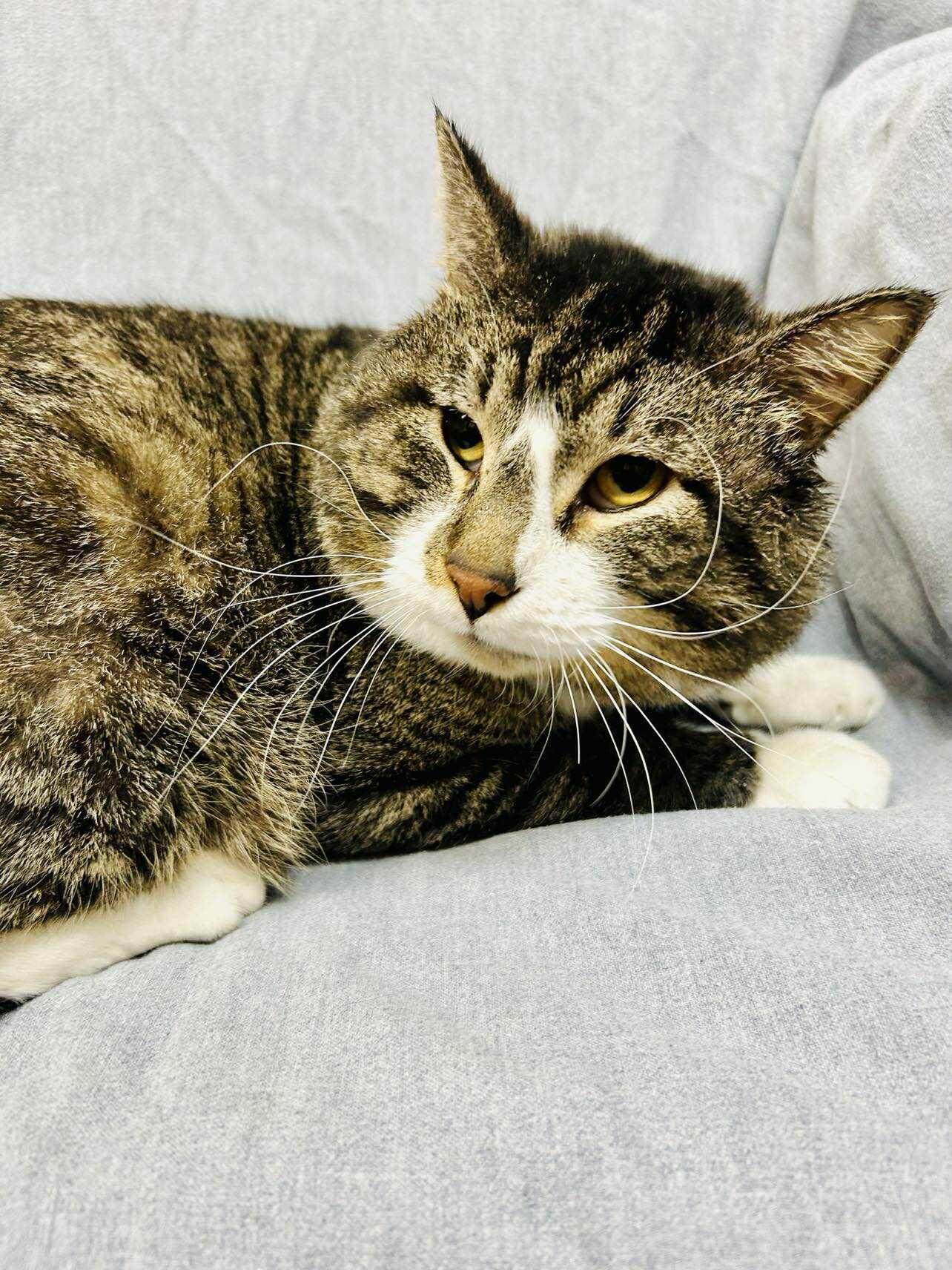 Calder , ADOPTABLE, Adult Male Domestic Short Hair.