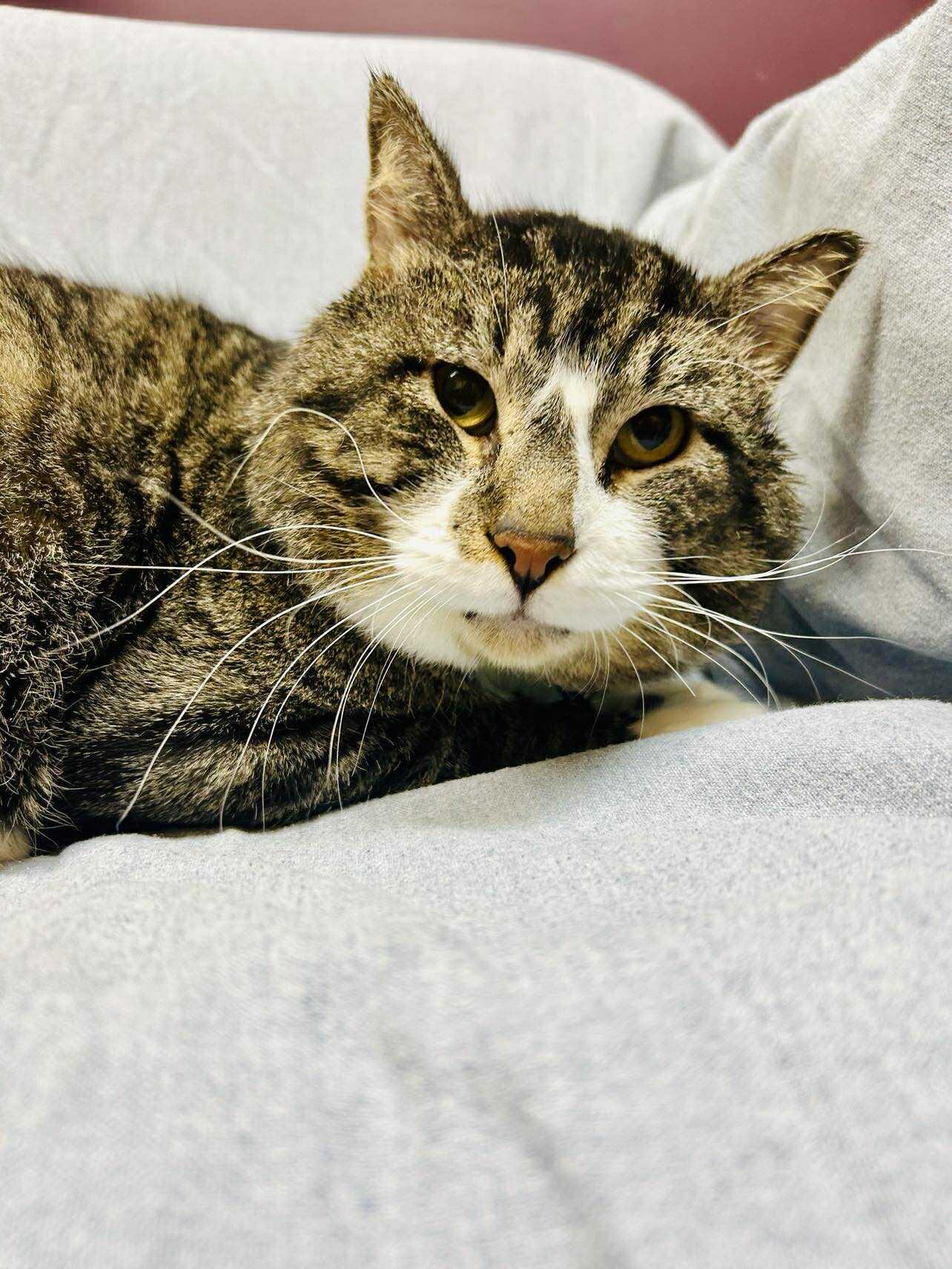 Enlarge Calder , a ADOPTABLE Domestic Short Hair in Alexandria, MN image 2/2