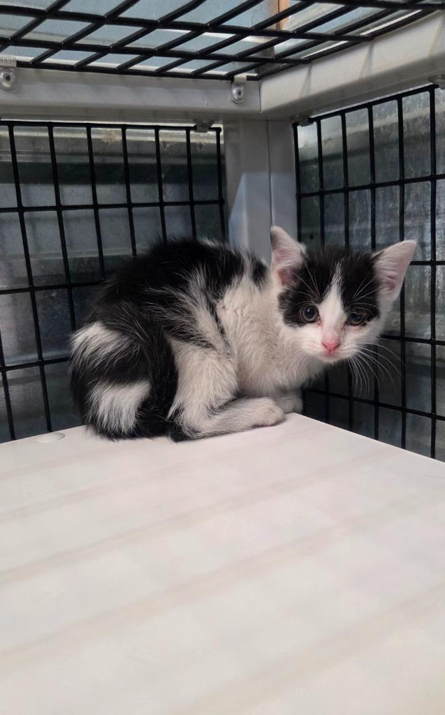 Enlarge Rosemary, a Adoptable mixed breed in Shelbyville, TN image 1/1