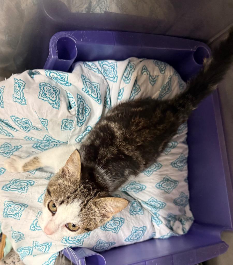 Viola, Adoptable, Kitten Female Domestic Short Hair.