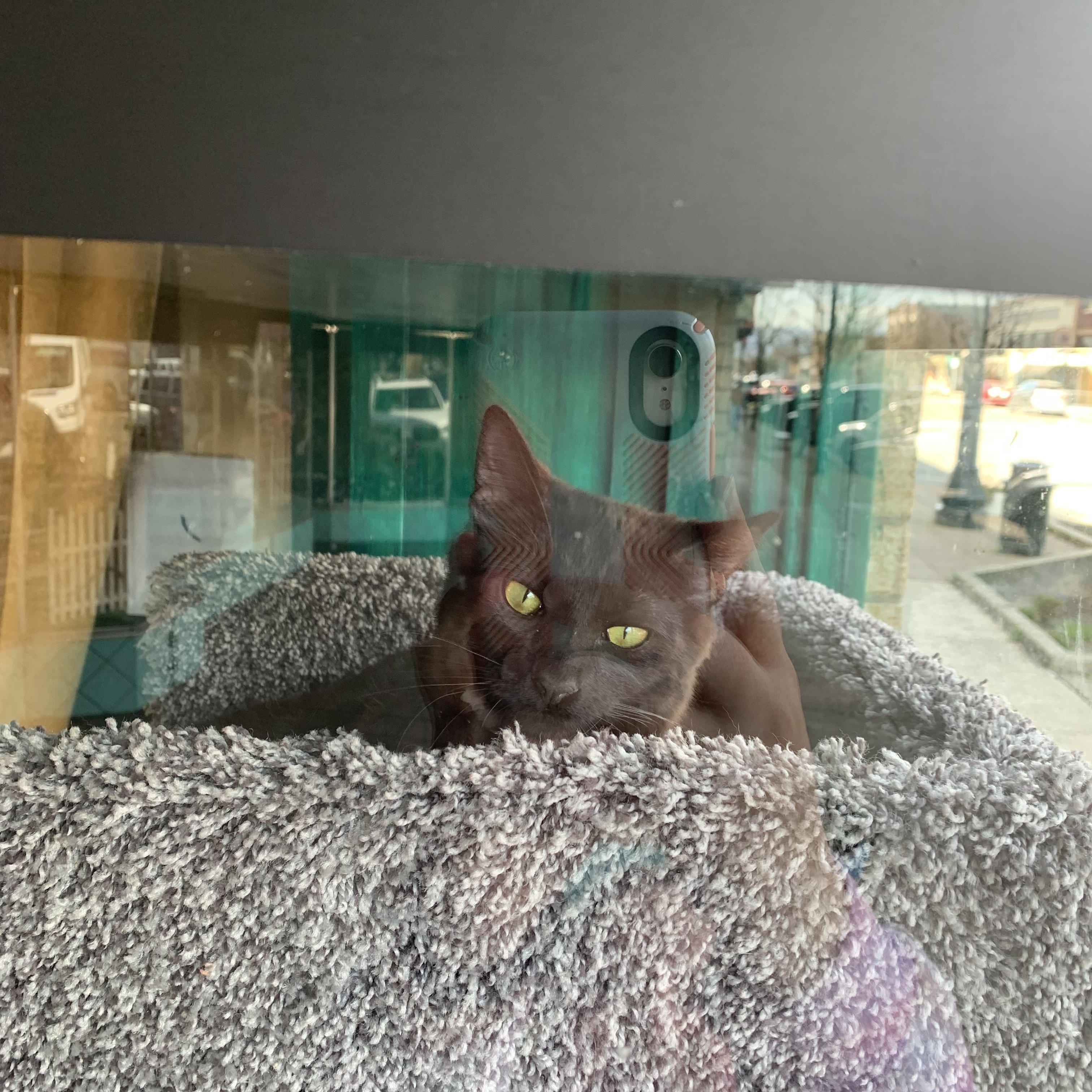 Enlarge Crayon, an adopted Domestic Short Hair in Kelso, WA image 5/6