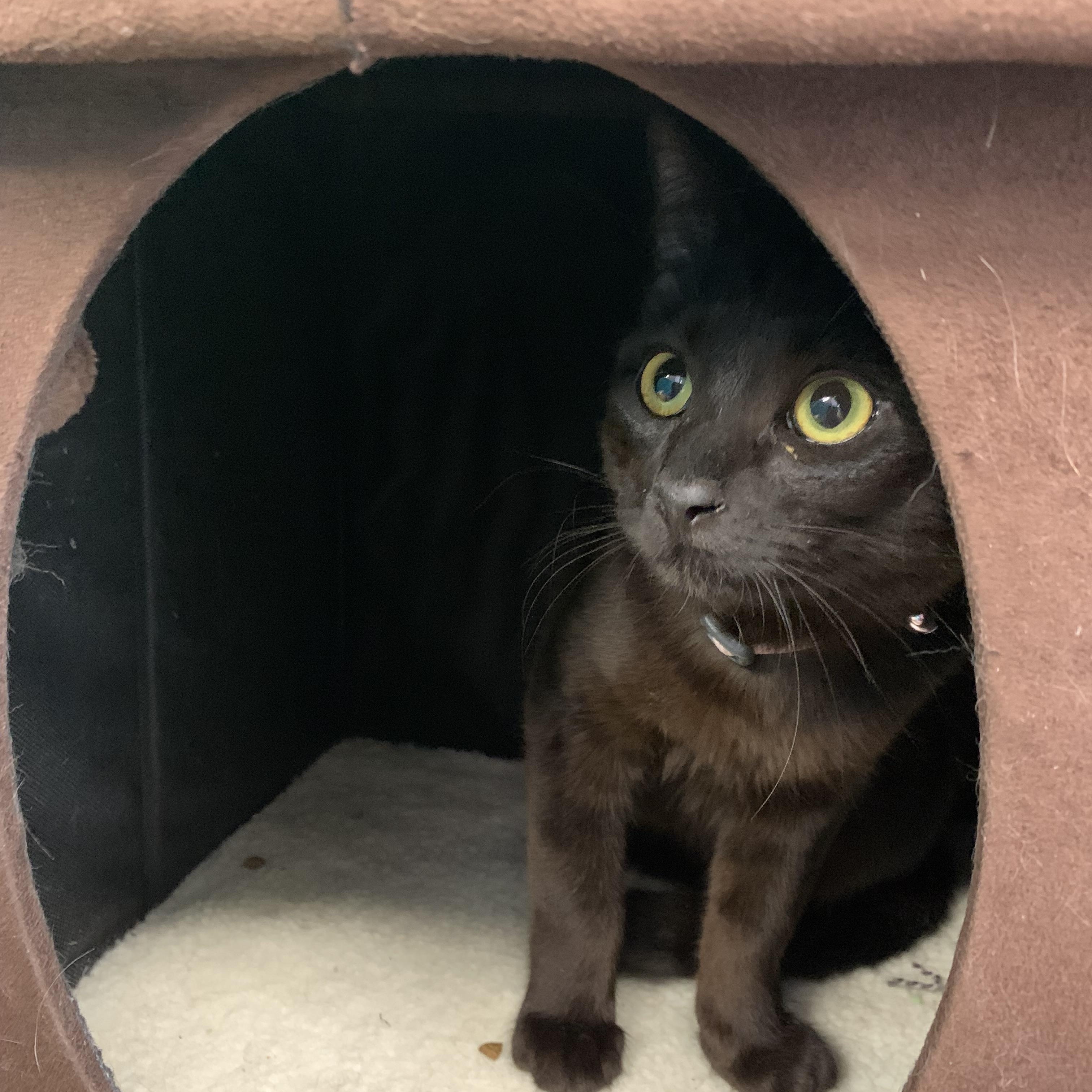 Enlarge Crayon, a Adoptable Domestic Short Hair in Kelso, WA image 1/4