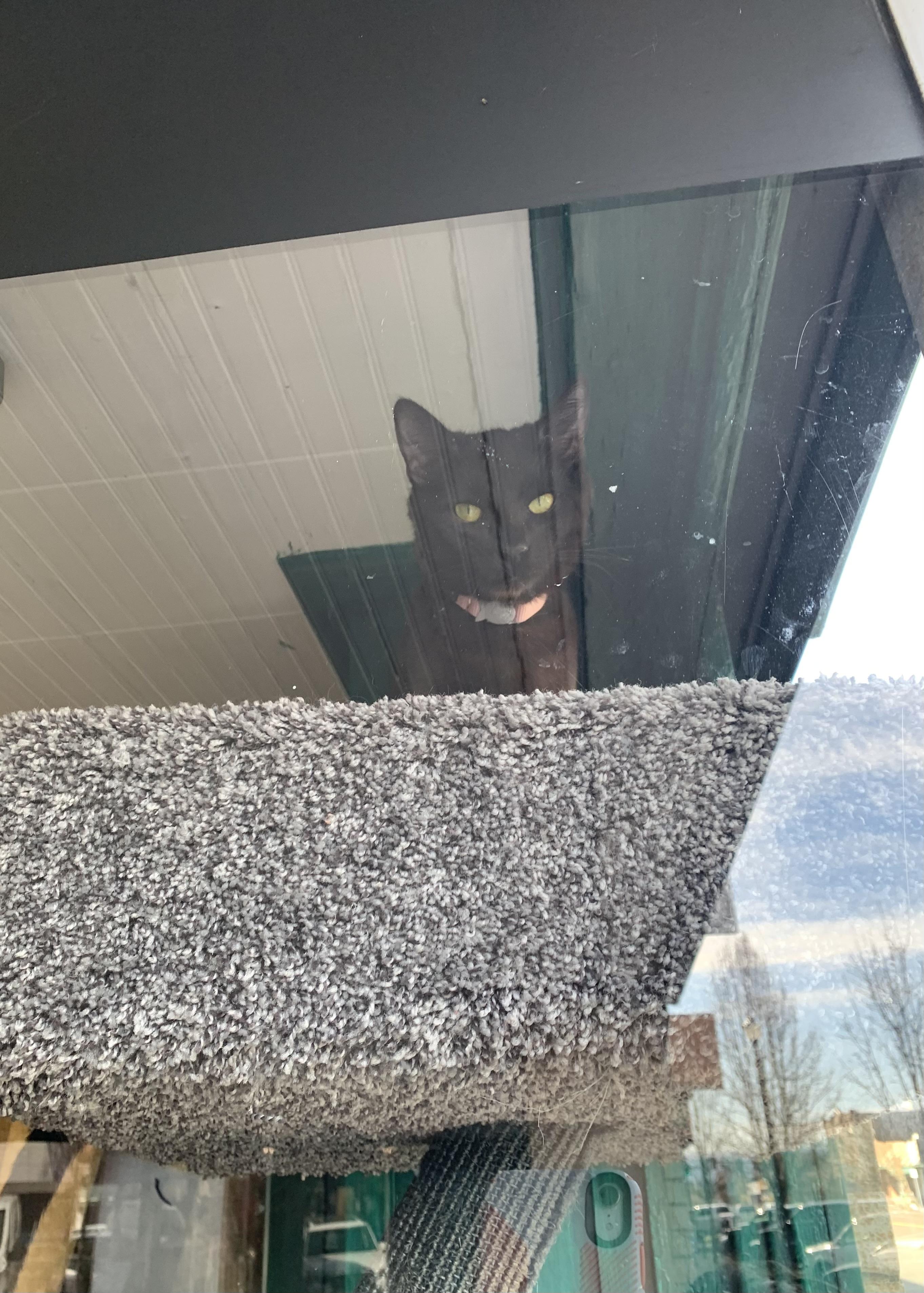 Enlarge Crayon, an adopted Domestic Short Hair in Kelso, WA image 6/6