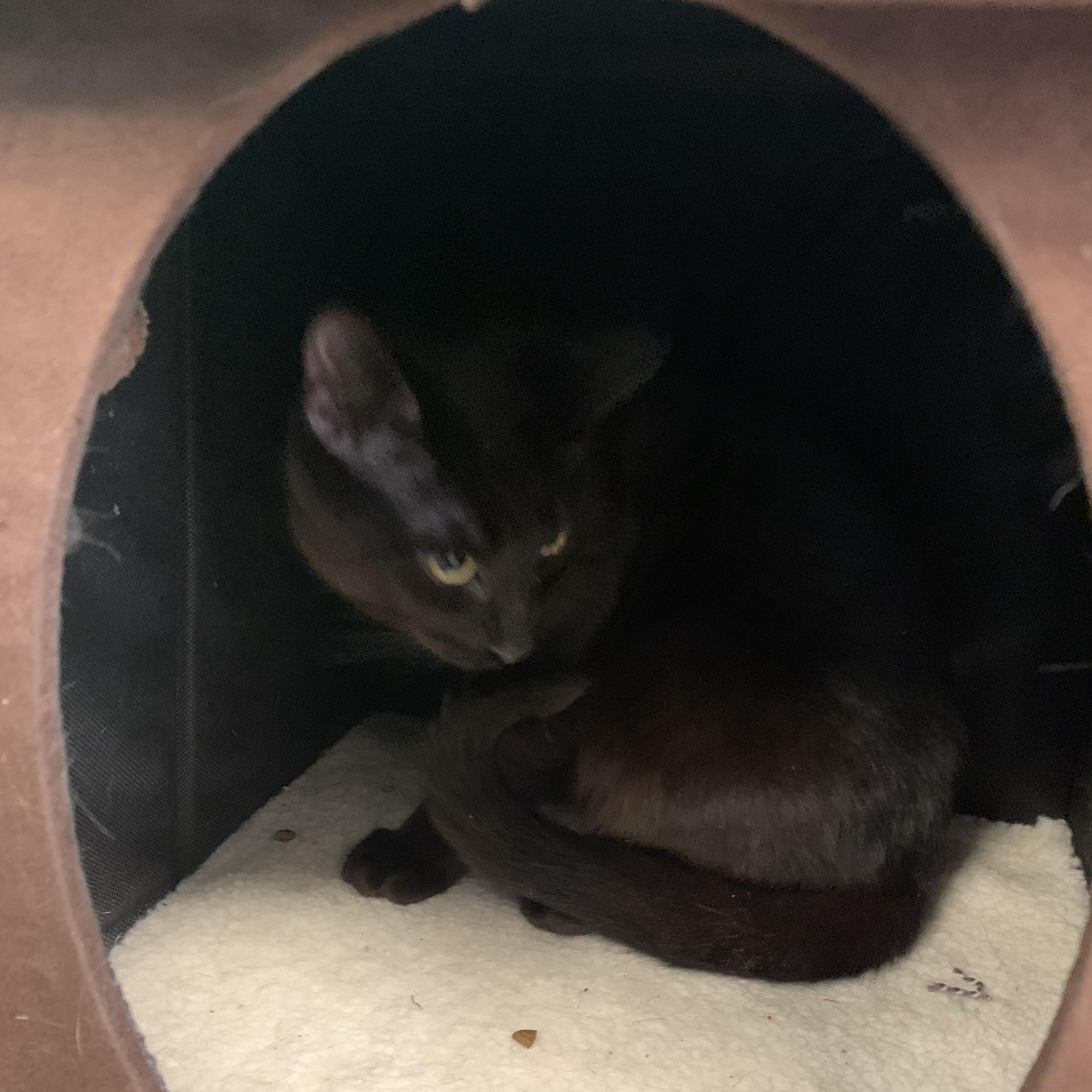 Enlarge Crayon, a Adoptable Domestic Short Hair in Kelso, WA image 3/4