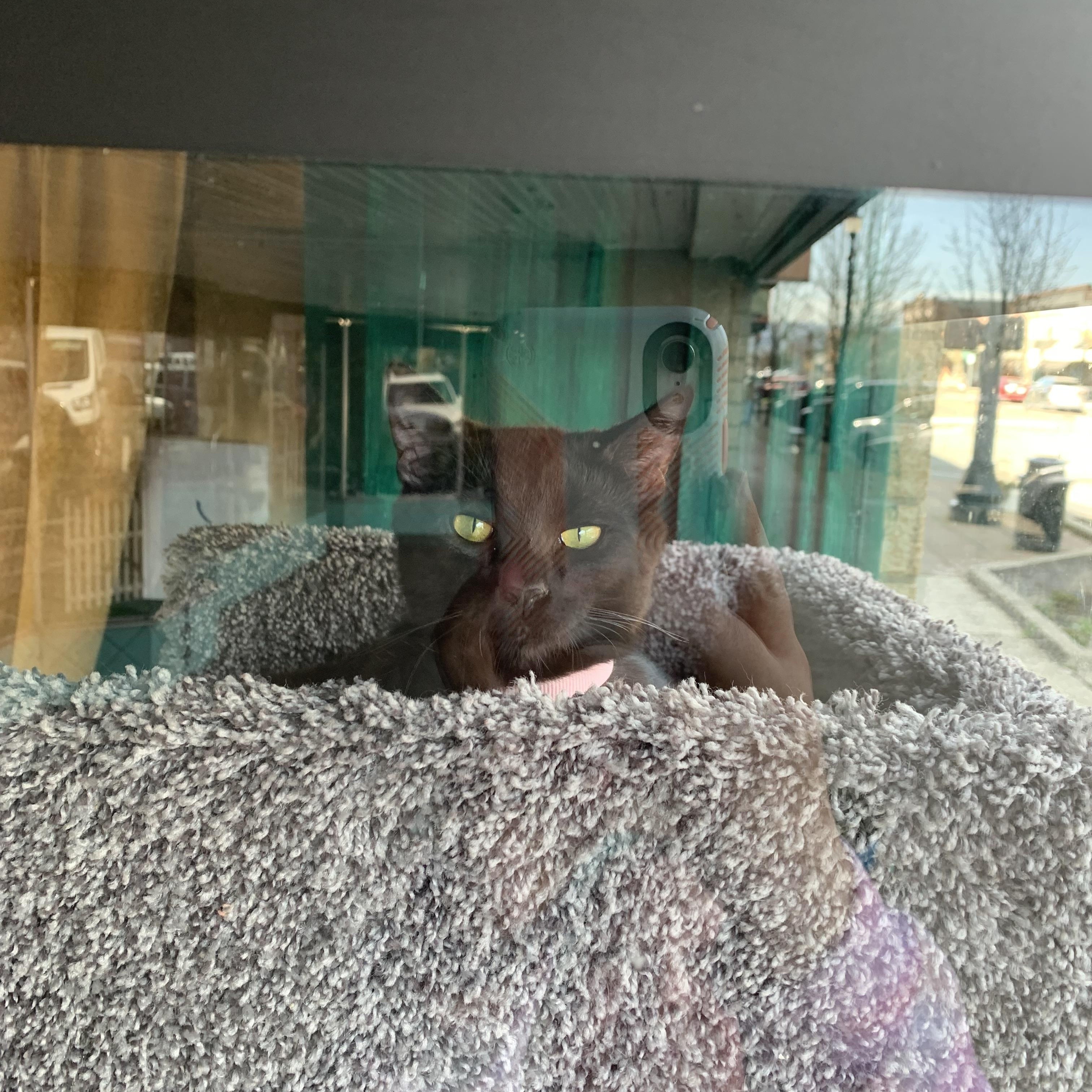 Enlarge Crayon, an adopted Domestic Short Hair in Kelso, WA image 1/6