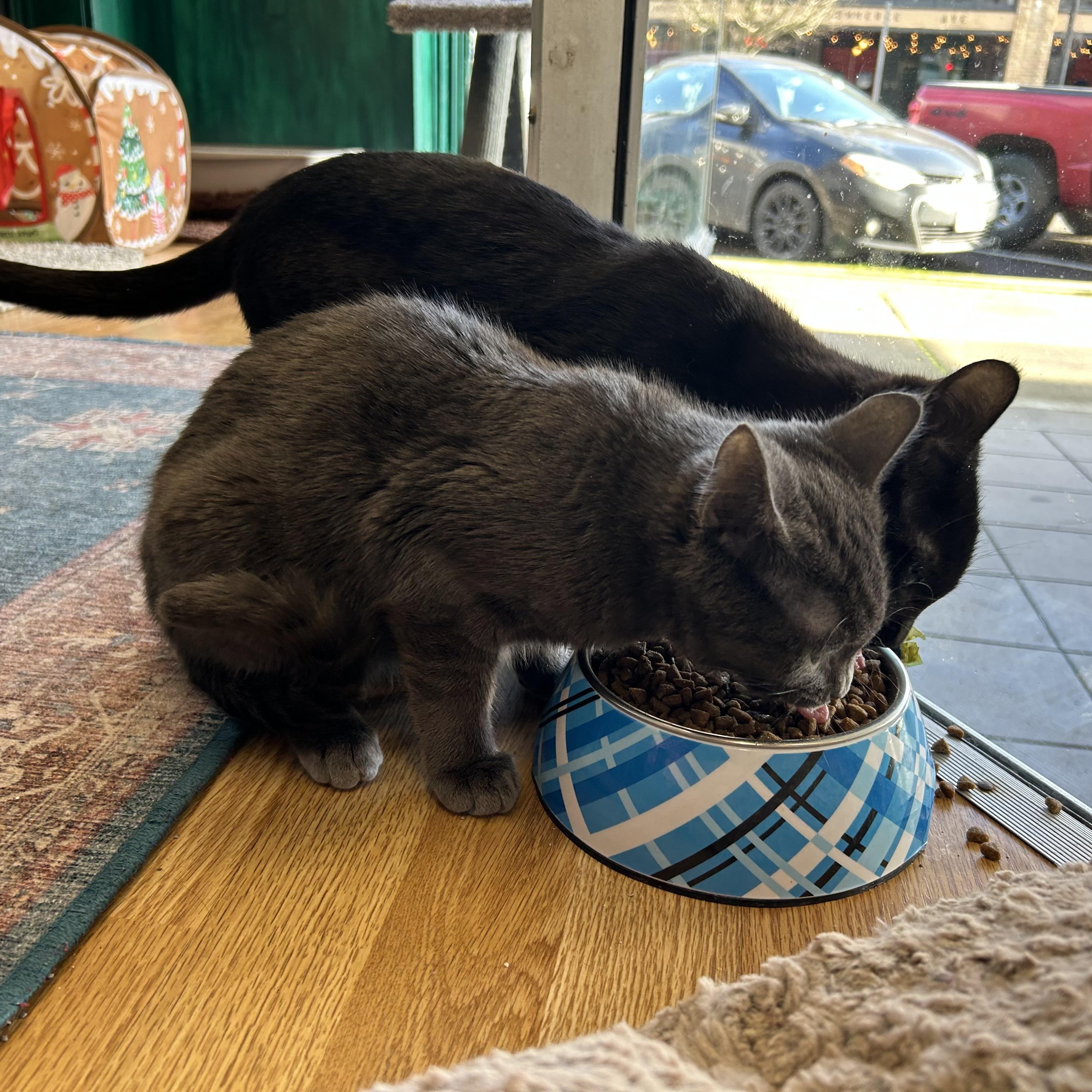 Enlarge Crayon, a Adoptable Domestic Short Hair in Kelso, WA image 4/4