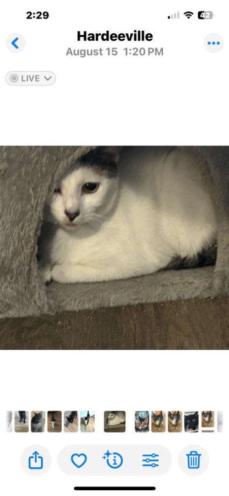 Jasper, a Adoptable mixed breed in Hardeeville, SC image 1/2