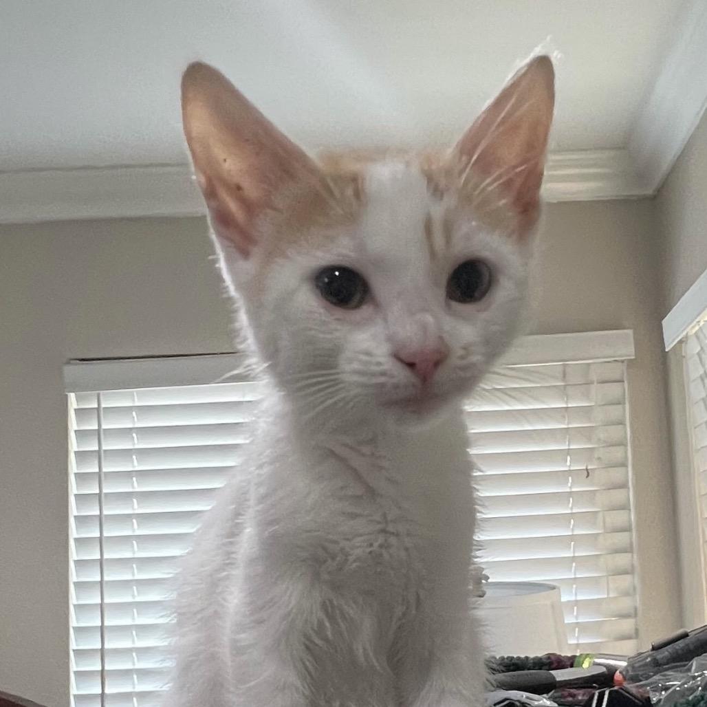 Enlarge Mango, a Adoptable Domestic Short Hair in Escondido, CA image 1/6