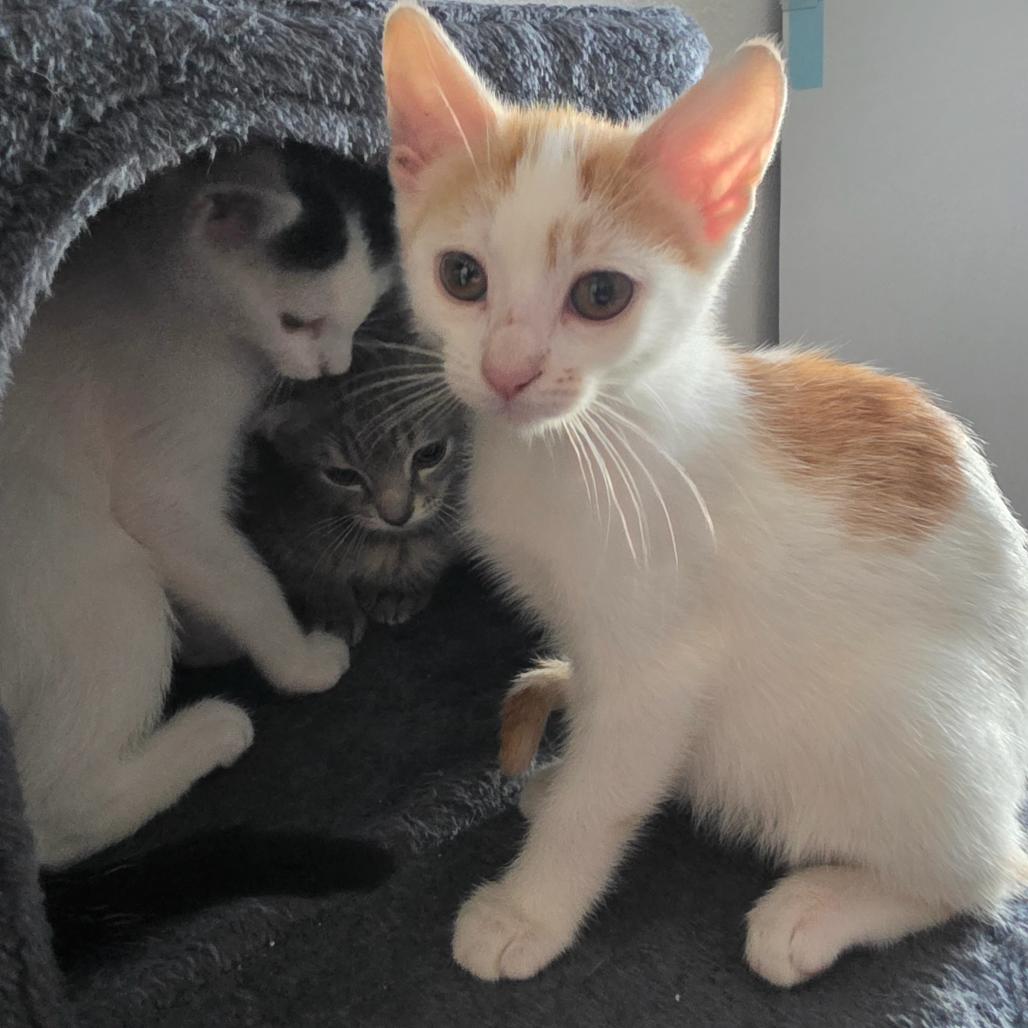 Enlarge Mango, a Adoptable Domestic Short Hair in Escondido, CA image 2/6