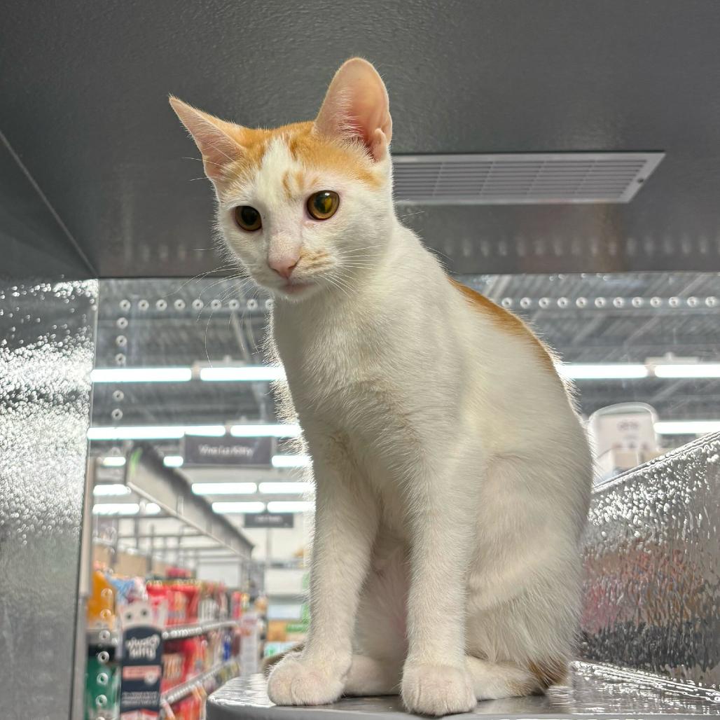 Enlarge Mango, a Adoptable Domestic Short Hair in Escondido, CA image 3/6