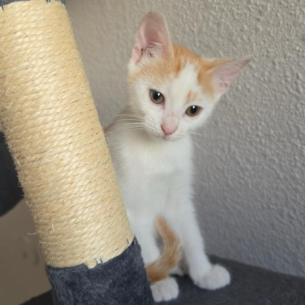 Enlarge Mango, a Adoptable Domestic Short Hair in Escondido, CA image 4/6