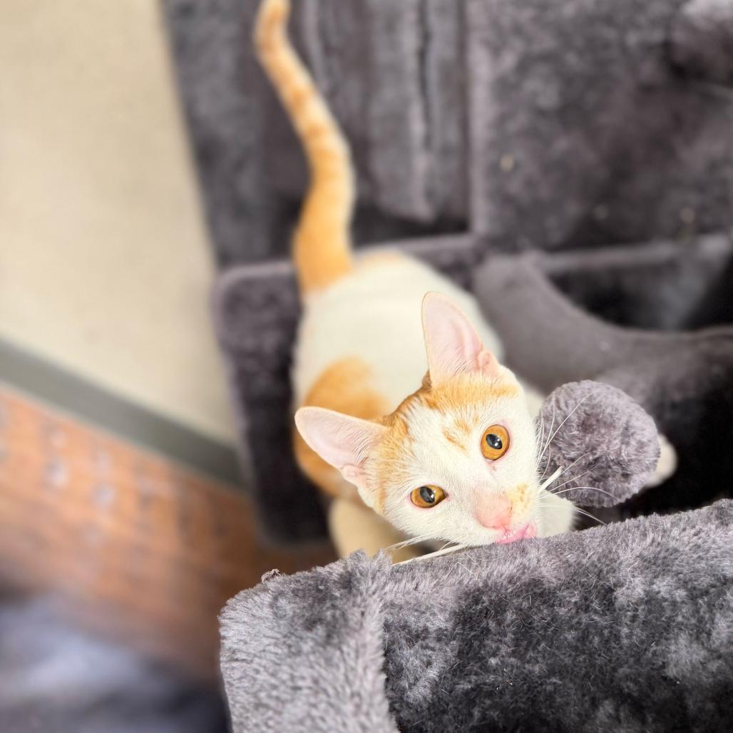 Enlarge Mango, a Adoptable Domestic Short Hair in Escondido, CA image 5/6