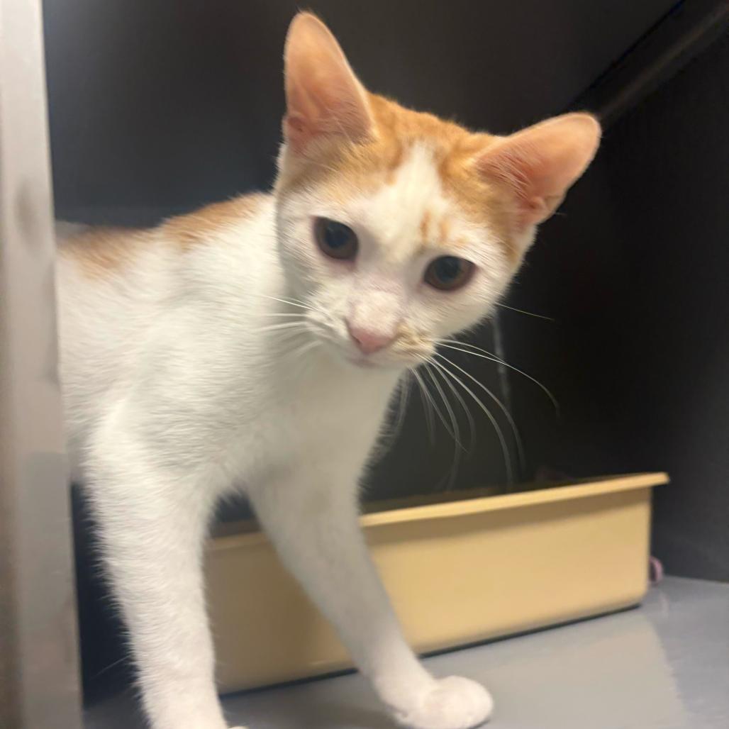 Enlarge Mango, a Adoptable Domestic Short Hair in Escondido, CA image 6/6