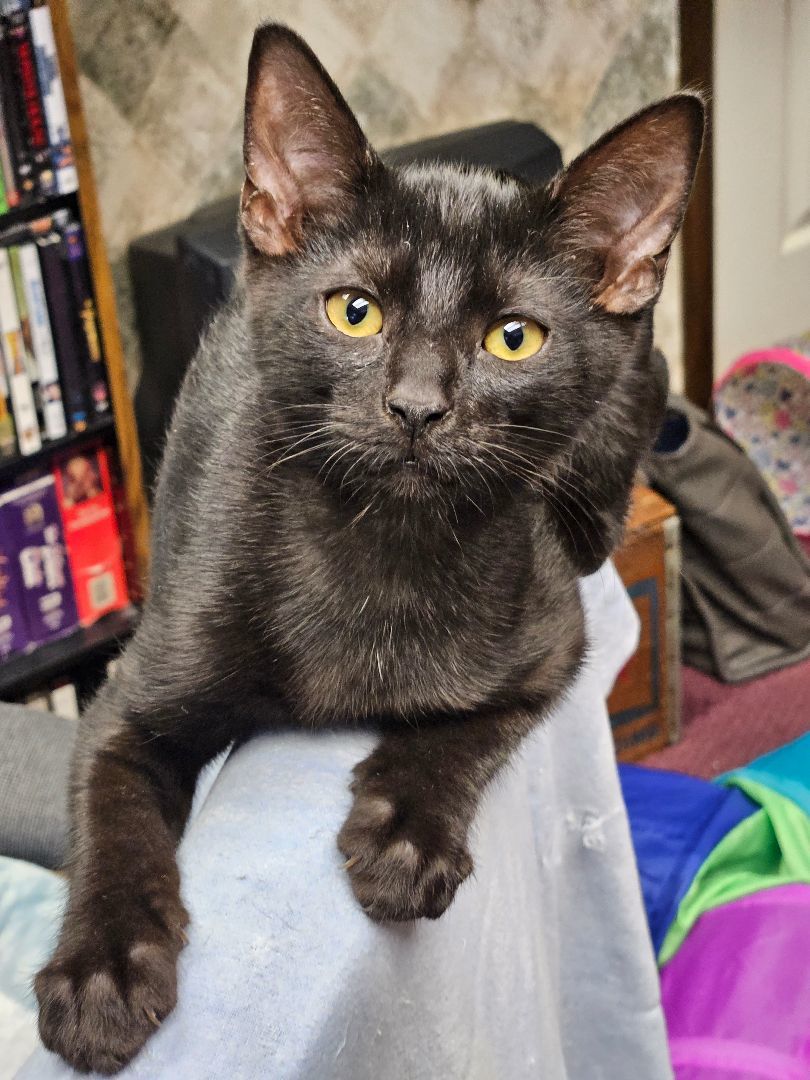 Onyx ( aka Wolfie) , a Adopted Domestic Short Hair in Walkersville, MD image 1/5