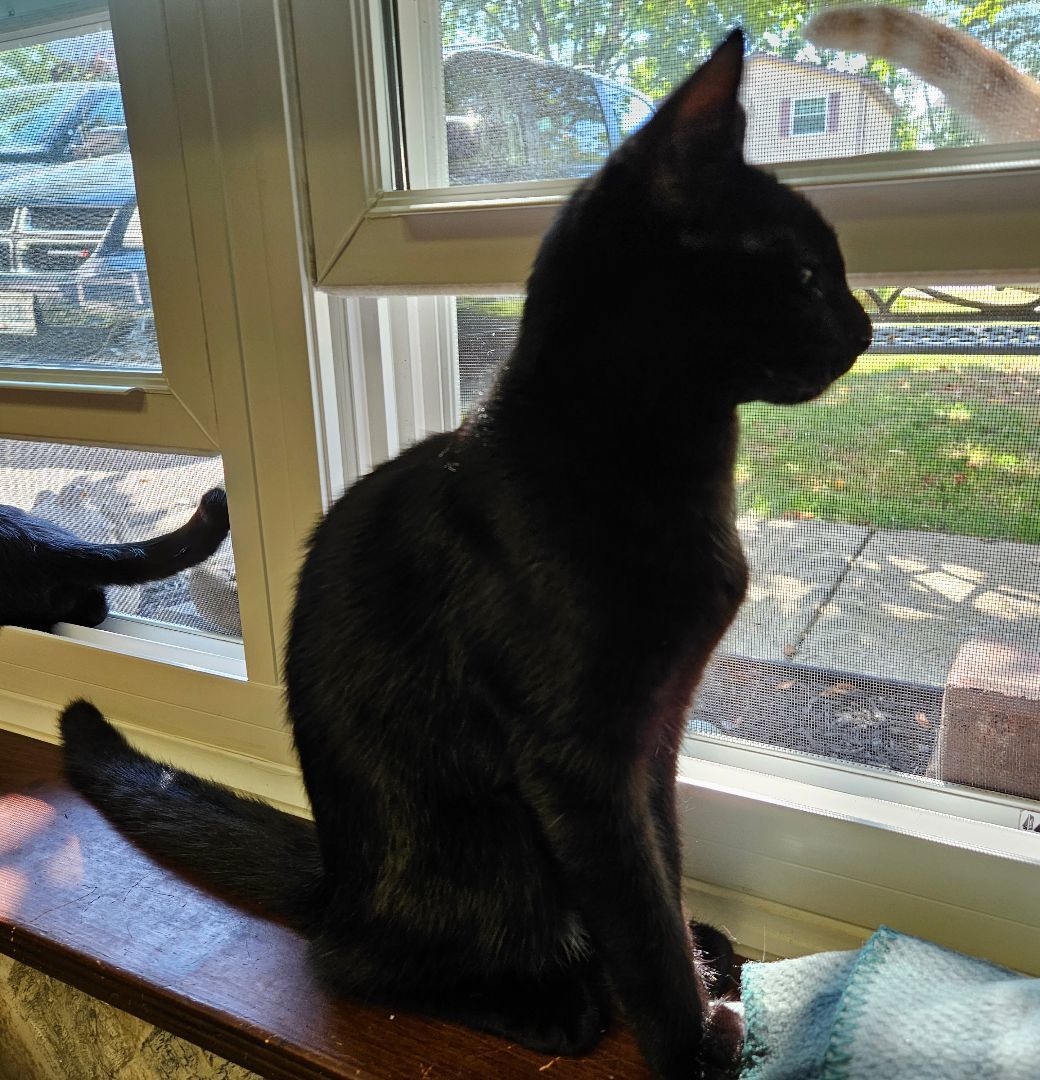 Onyx ( aka Wolfie) , a Adopted Domestic Short Hair in Walkersville, MD image 2/5