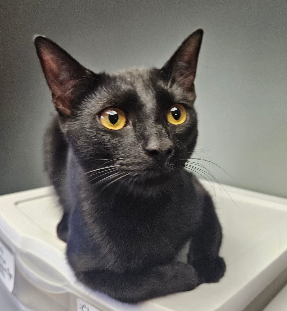 Onyx ( aka Wolfie) , a Adopted Domestic Short Hair in Walkersville, MD image 4/5