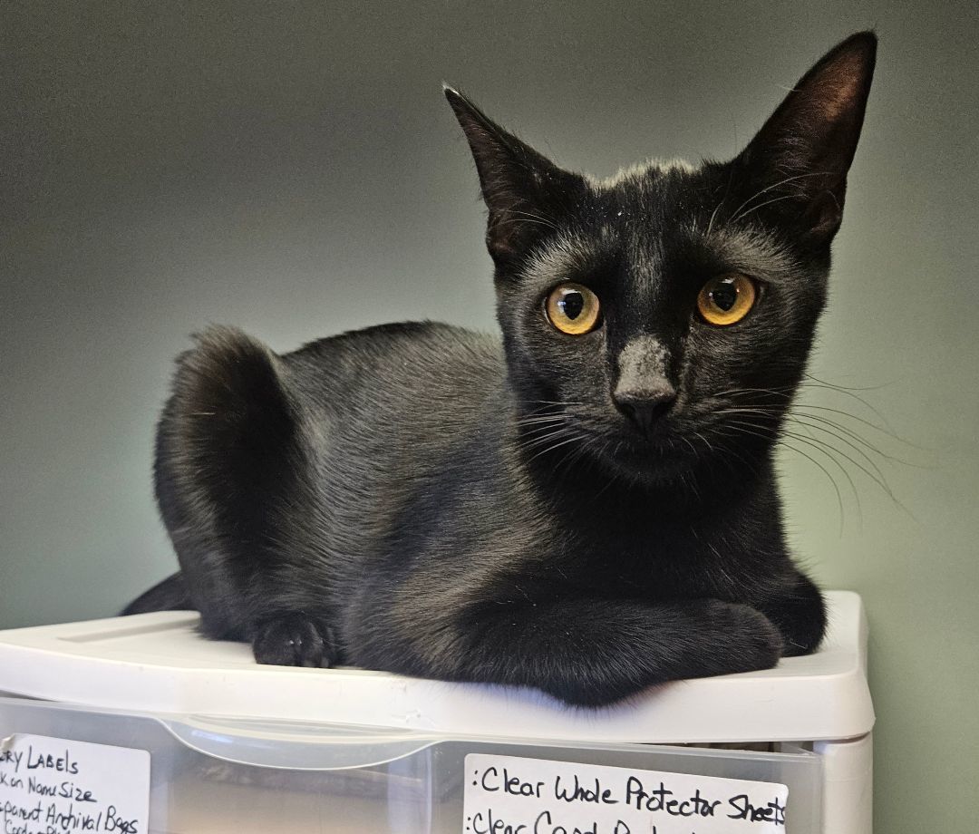 Onyx ( aka Wolfie) , a Adopted Domestic Short Hair in Walkersville, MD image 5/5