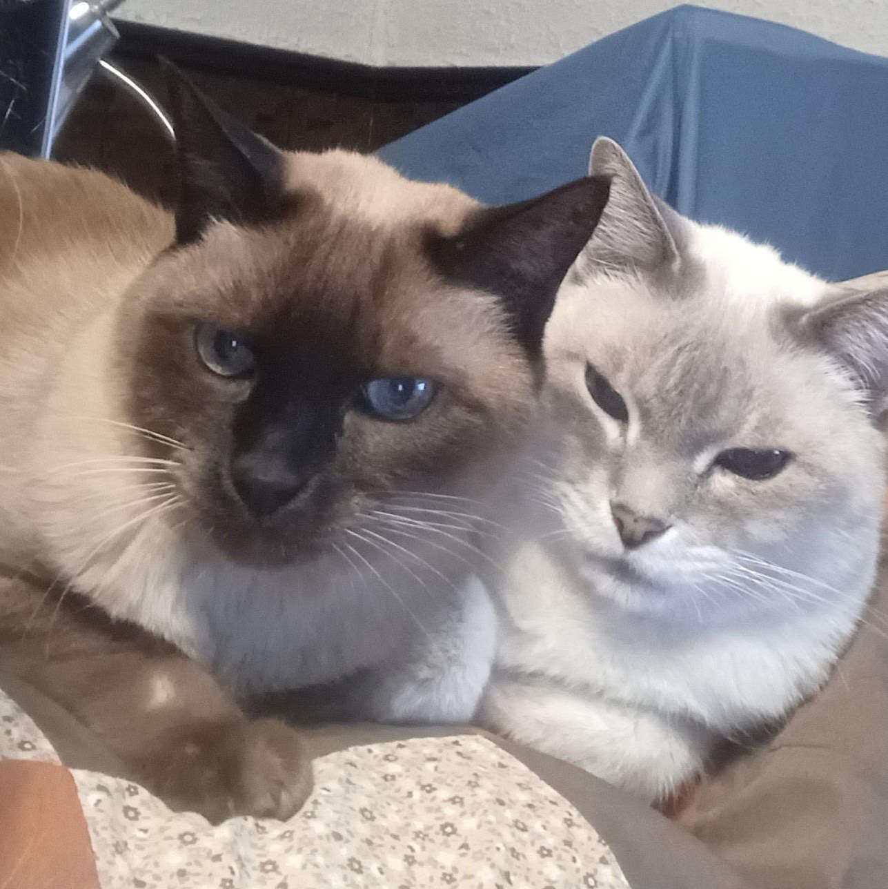 Toby & Sushi, a ADOPTABLE Tonkinese in Uxbridge, ON image 1/3