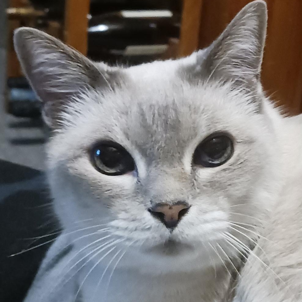 Toby & Sushi, a ADOPTABLE Tonkinese in Uxbridge, ON image 2/3