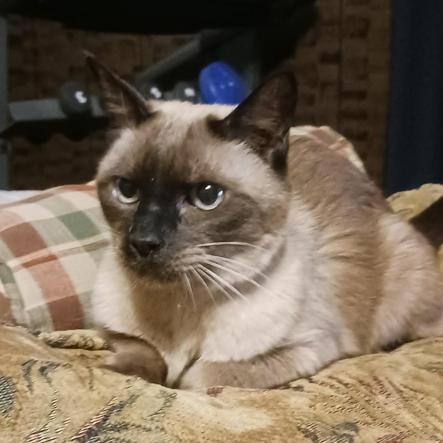 Toby & Sushi, a ADOPTABLE Tonkinese in Uxbridge, ON image 3/3
