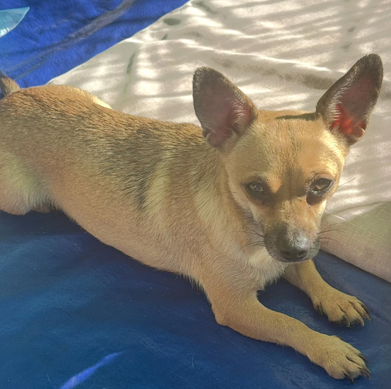 Enlarge Teena, a ADOPTABLE Chiweenie in La Palma, CA image 2/4