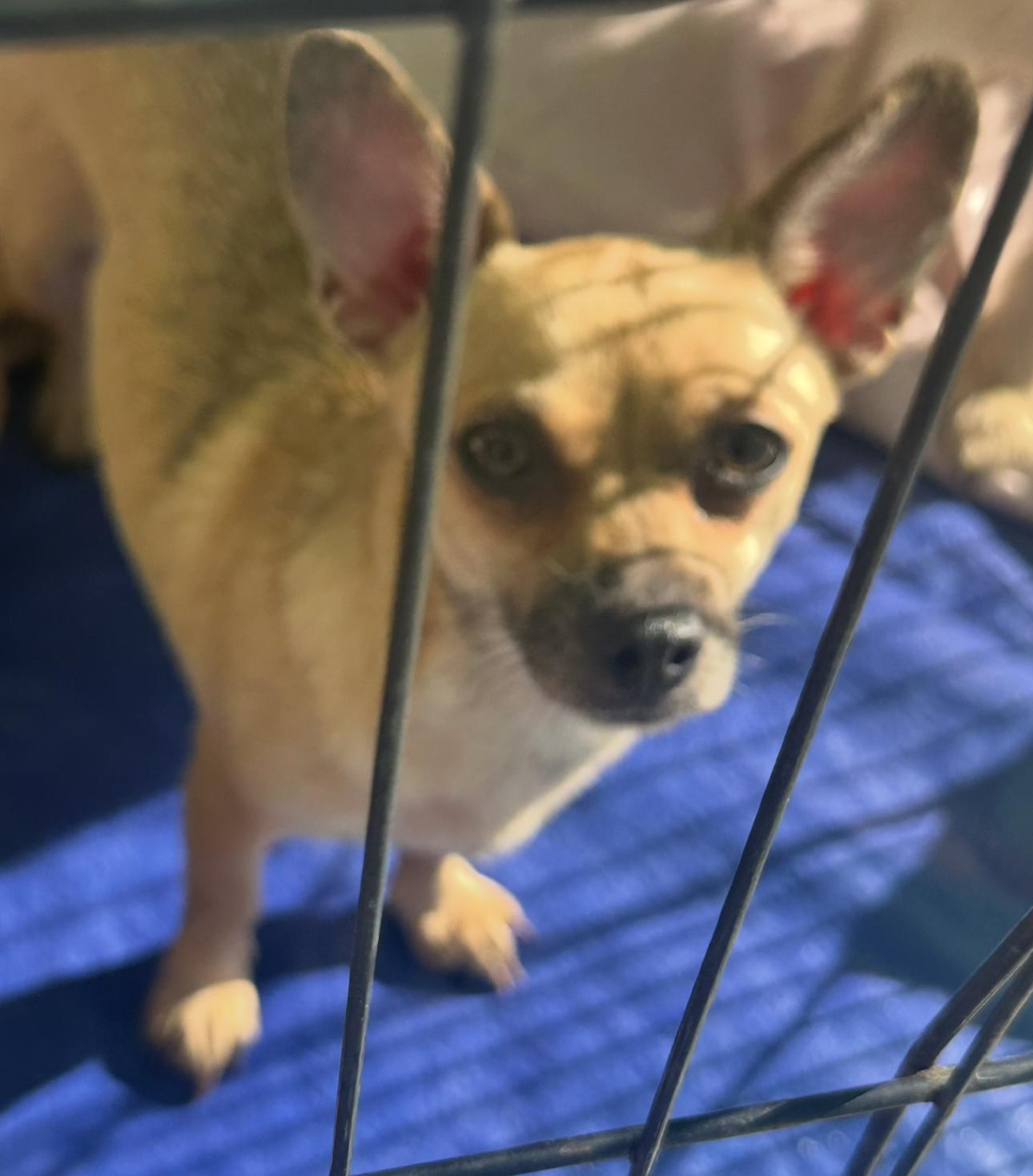 Enlarge Teena, a ADOPTABLE Chiweenie in La Palma, CA image 3/4