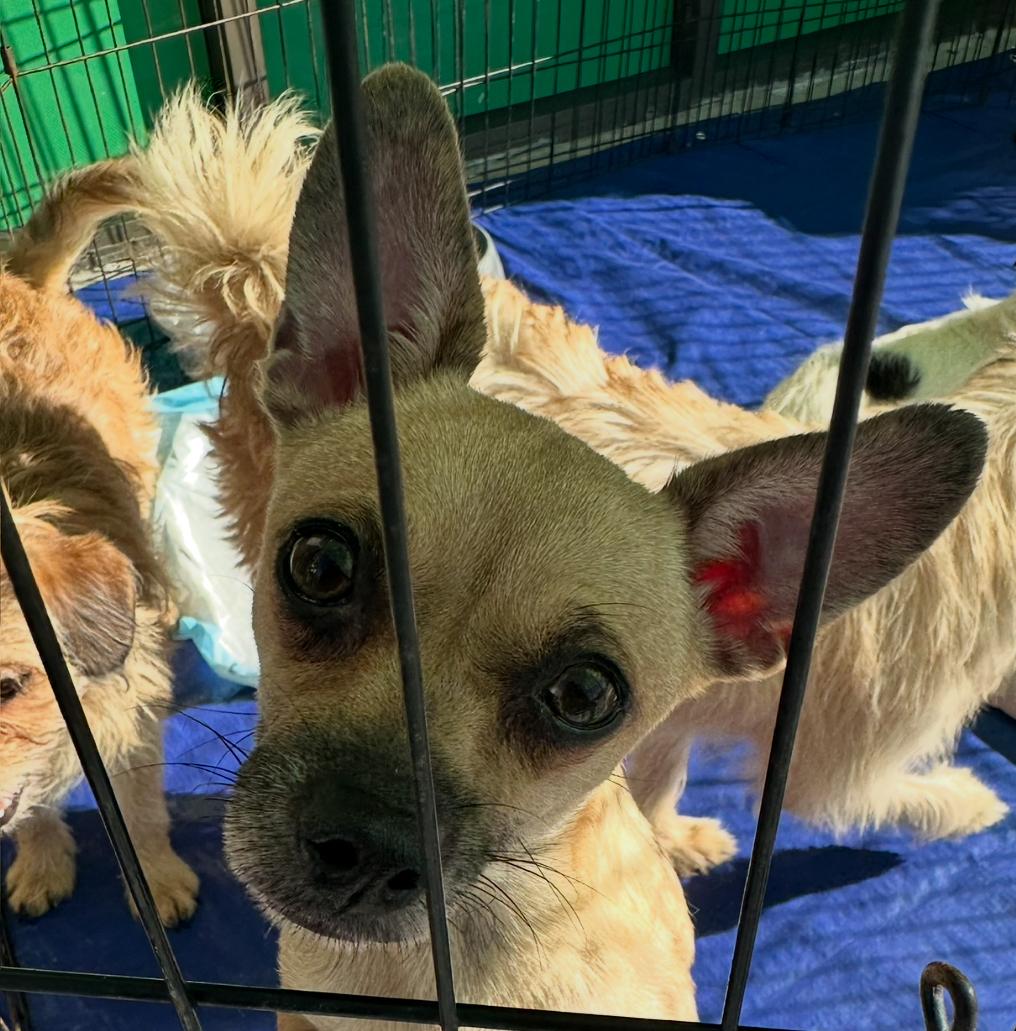 Enlarge Teena, a ADOPTABLE Chiweenie in La Palma, CA image 4/4