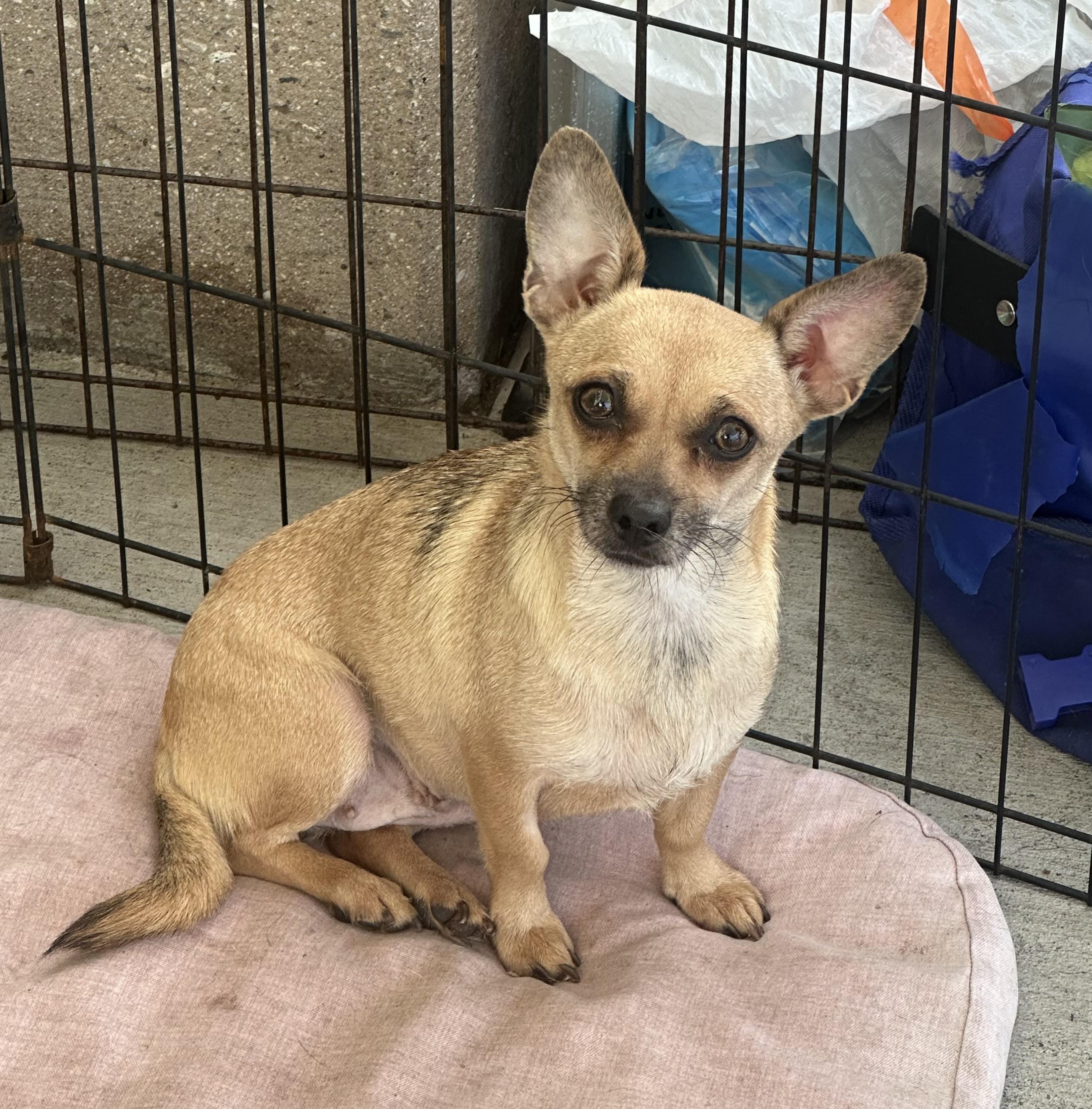 Teena, ADOPTABLE, Adult Female Chiweenie.