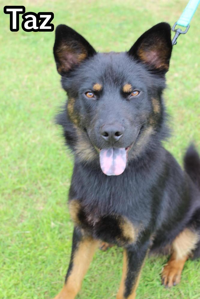 Taz, Adoptable, Adult Male Australian Kelpie.