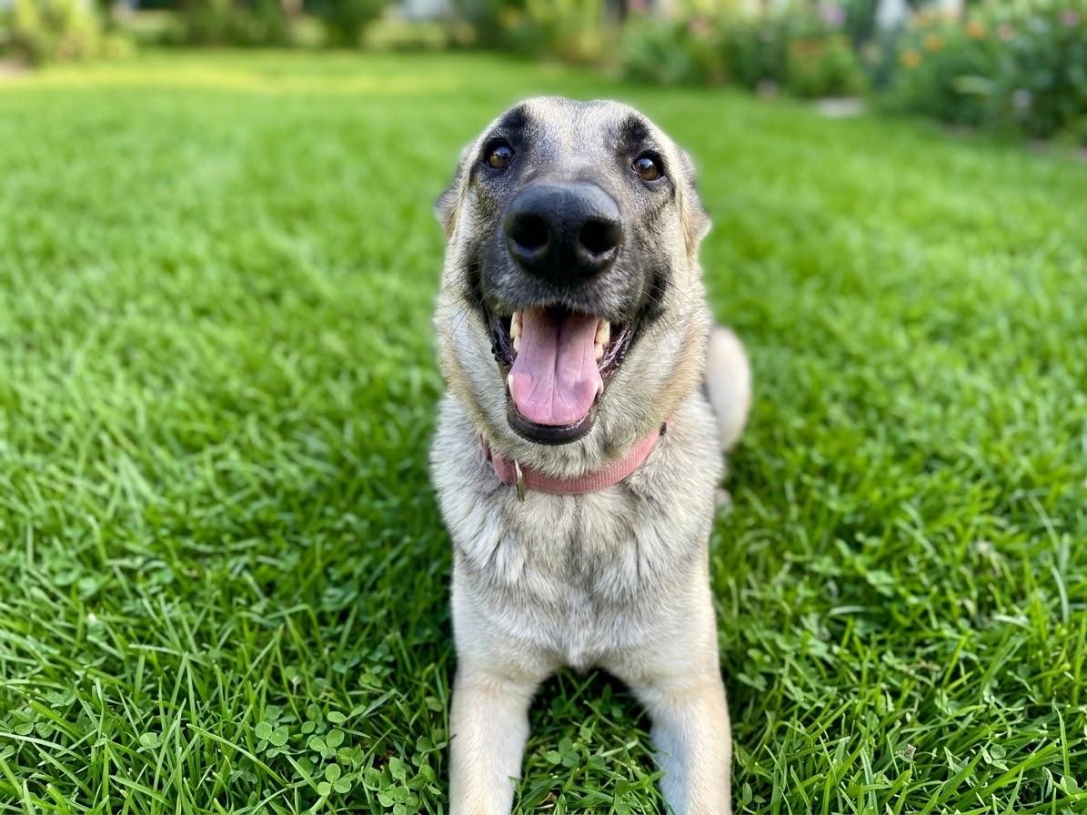 Enlarge Sandy, a Adoptable German Shepherd Dog in The Woodlands, TX image 1/3