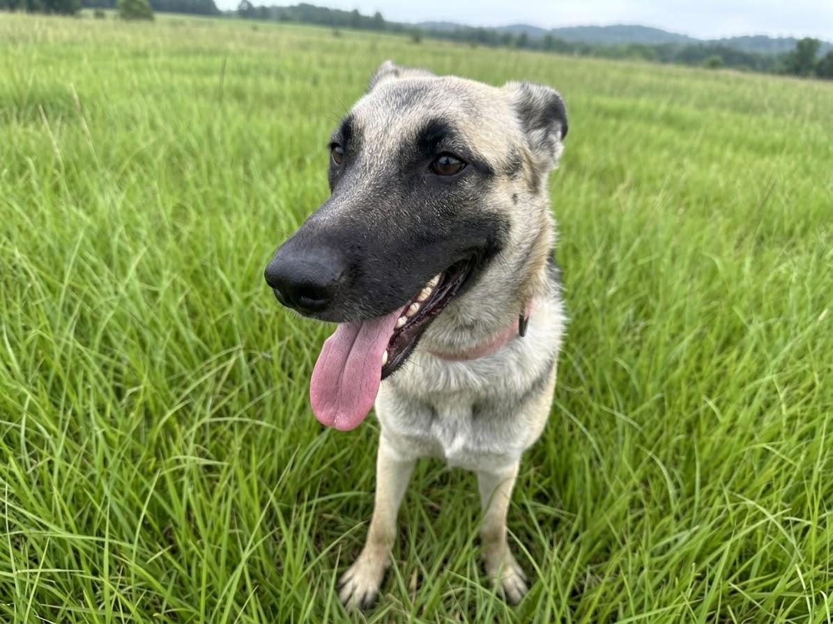 Enlarge Sandy, a Adoptable German Shepherd Dog in The Woodlands, TX image 3/3