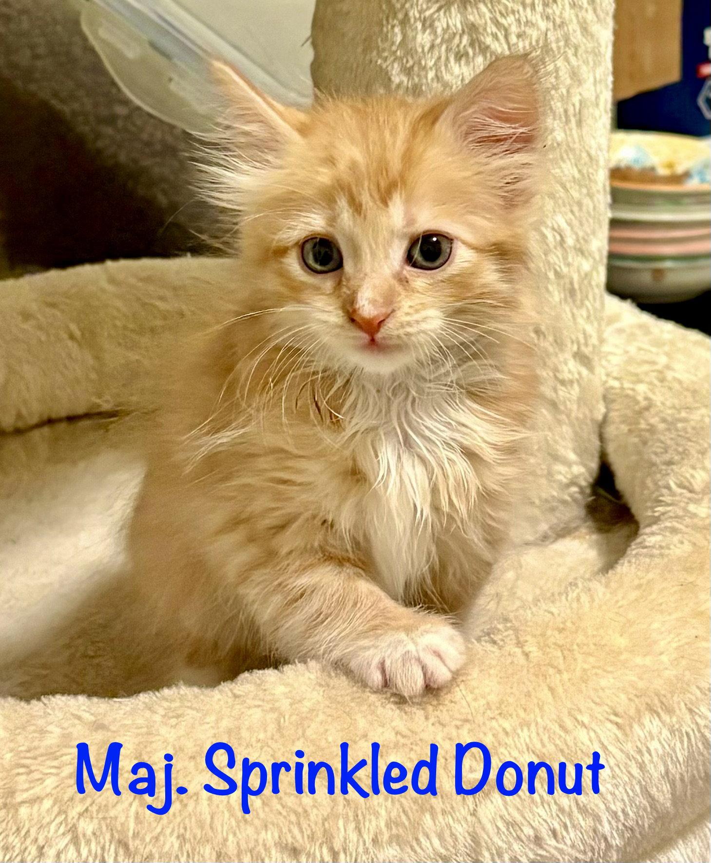 Maj Sprinkled Donut, Adopted, Kitten Male Domestic Long Hair.