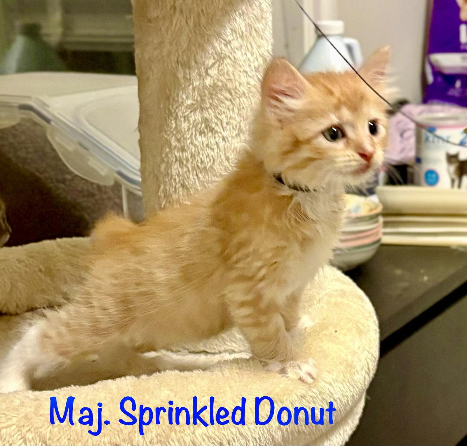Maj Sprinkled Donut, a Adopted Domestic Long Hair in Reston, VA image 2/3