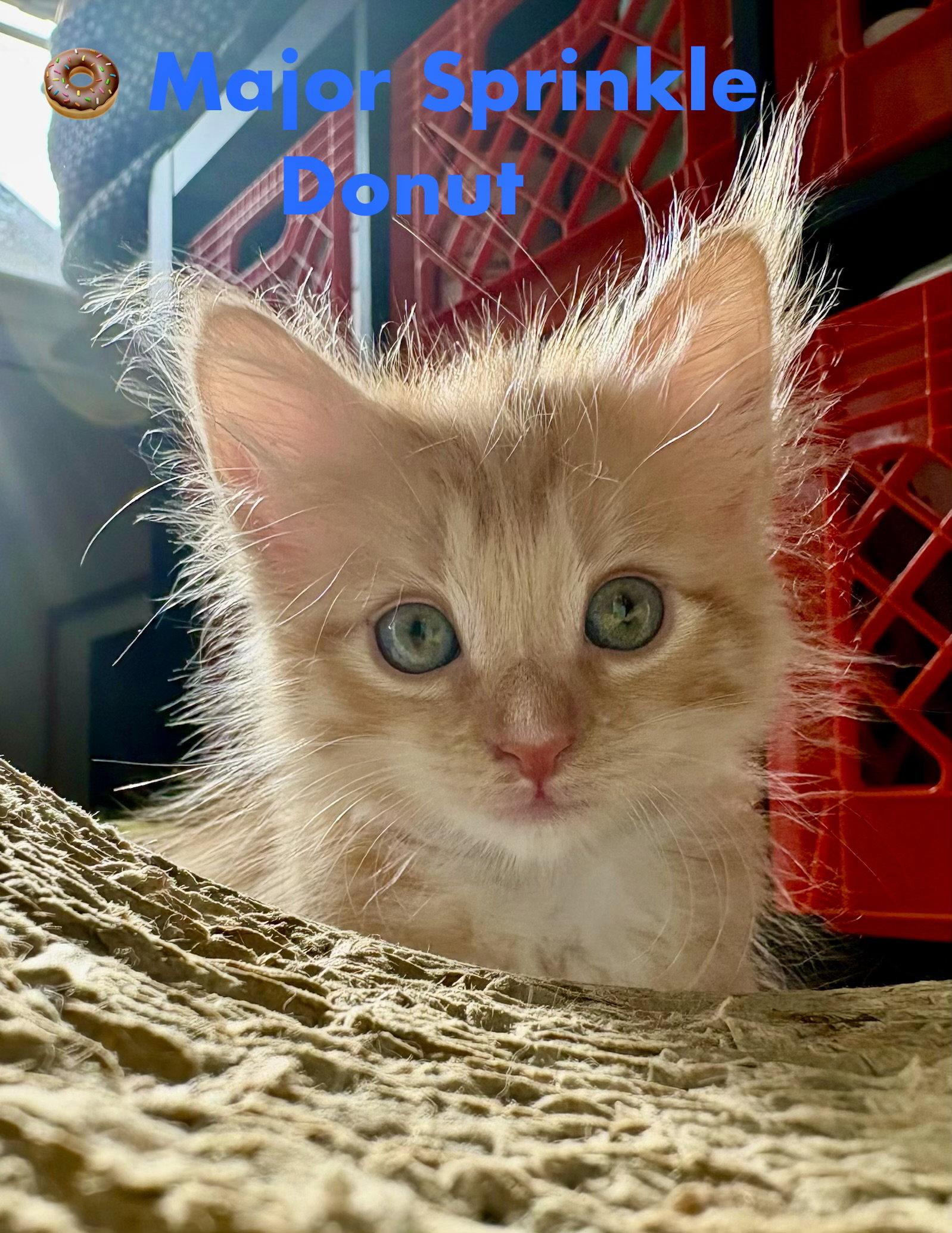 Maj Sprinkled Donut, a Adopted Domestic Long Hair in Reston, VA image 3/3