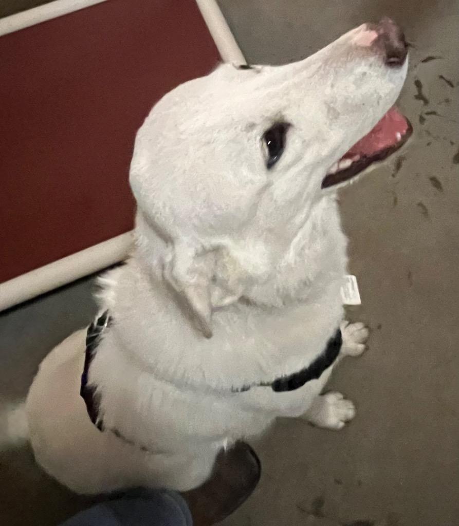 Enlarge Lucky, a Adoptable mixed breed in Thompson Falls, MT image 1/4