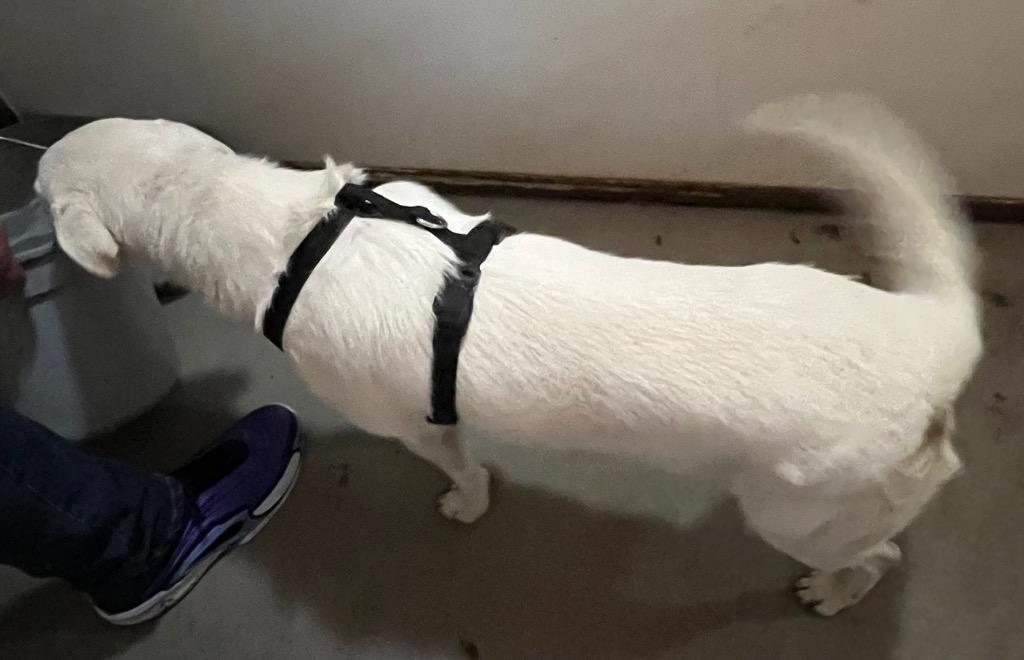 Enlarge Lucky, a Adoptable mixed breed in Thompson Falls, MT image 2/4