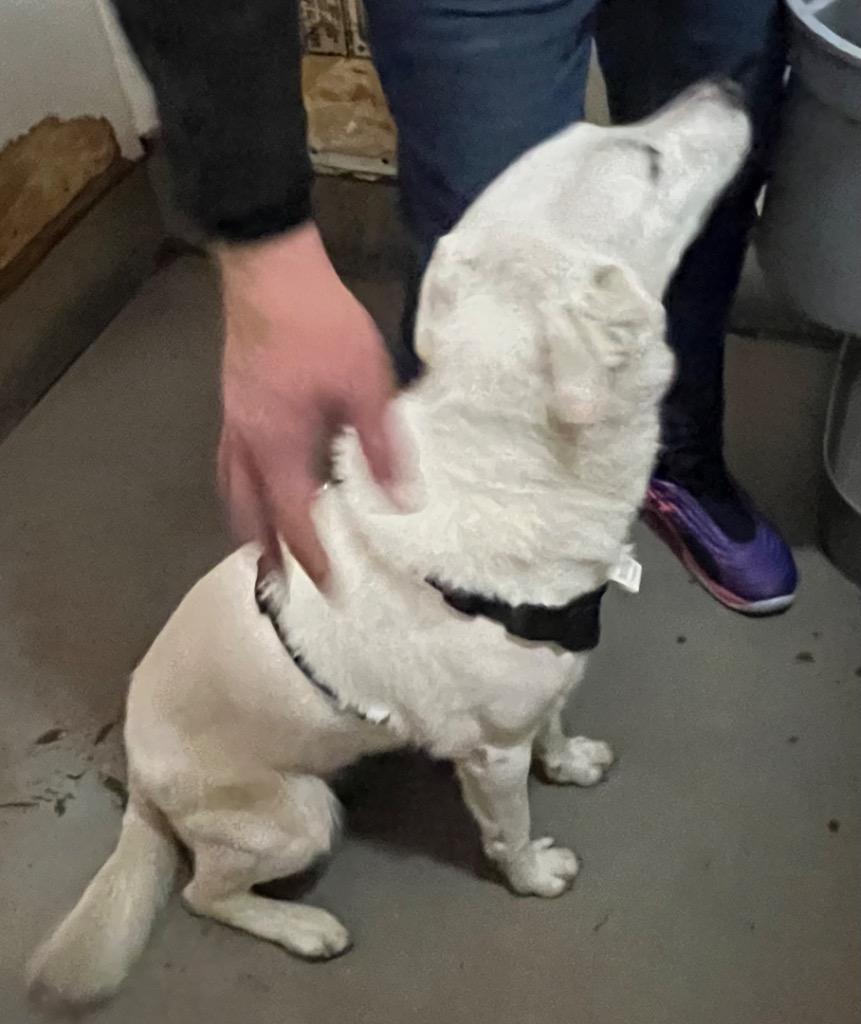 Enlarge Lucky, a Adoptable mixed breed in Thompson Falls, MT image 3/4