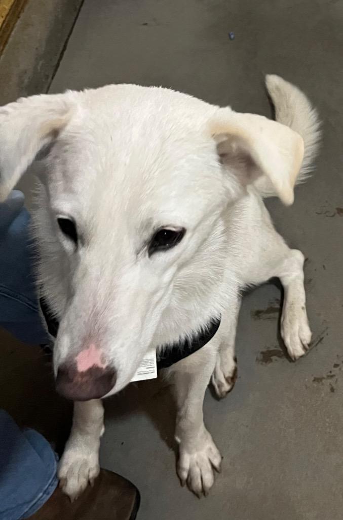 Enlarge Lucky, a Adoptable mixed breed in Thompson Falls, MT image 4/4